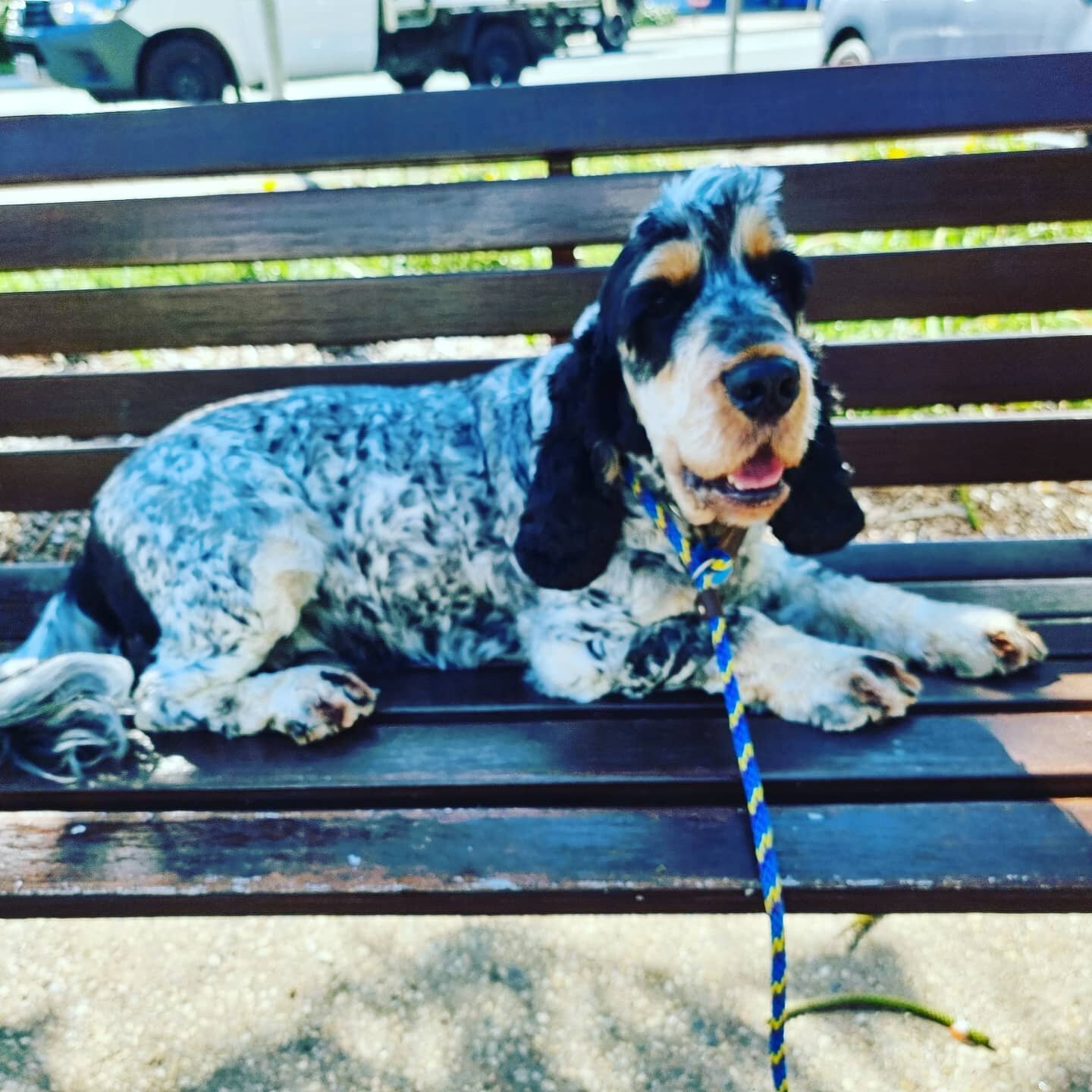 Django being majestic AF on a walk and train. 

Practising waiting under our legs at a Cafe is a good way to give our dogs a job and keep them out of harm's way. 

He earned some rest time on a bench for his efforts. 

#utilitydog #dogsofinstagram #d