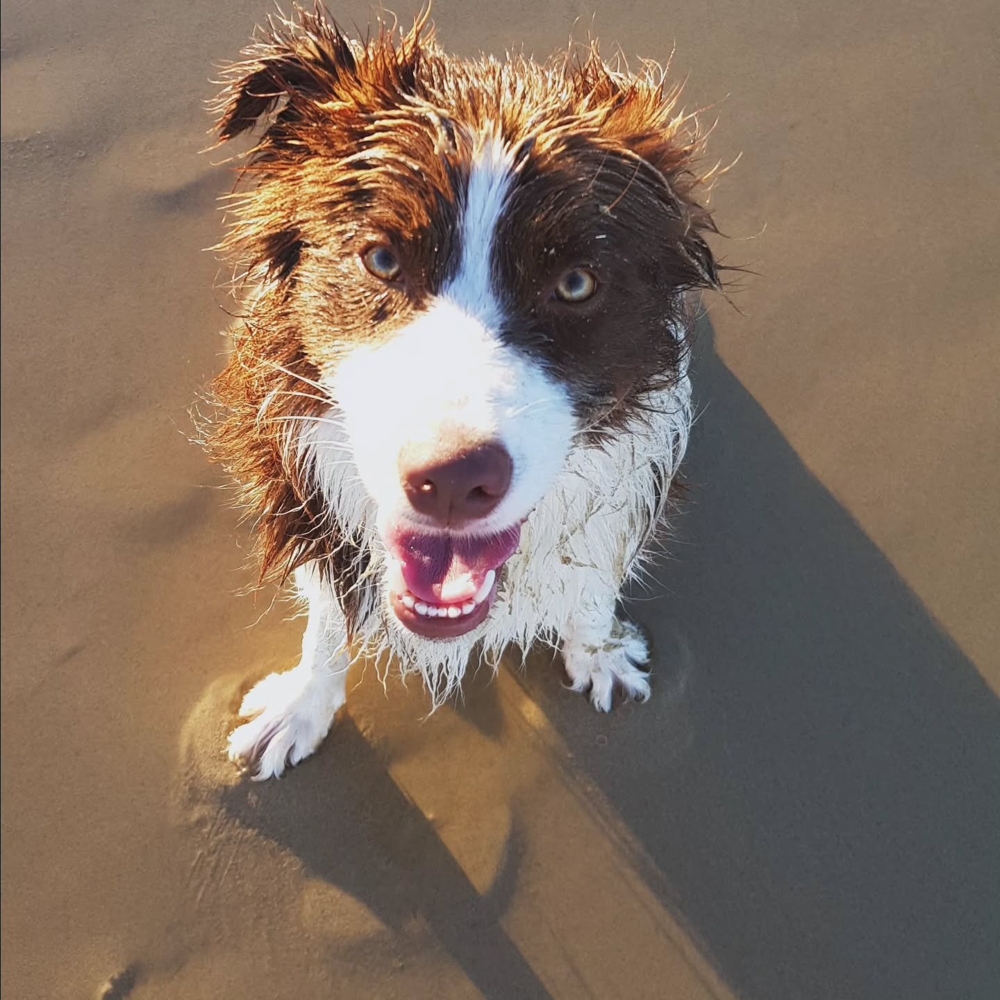 Wish you could take your dog camping, to the beach or the cafe without the stress?

If your dog pulls on the lead, goes wild around other dogs, or just won&rsquo;t settle when out and about...

We can help.

At UtilityDog, we offer private, in home d