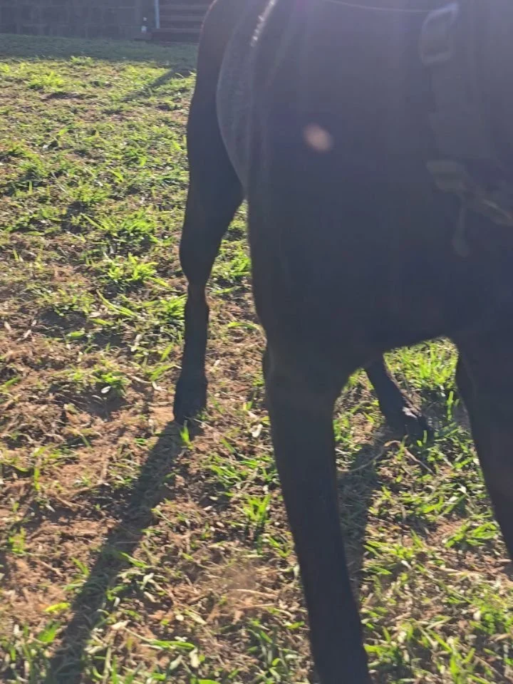 It might not seem like much but having a dog really dialed in and hanging of every word willingly and with real enthusiasm. Not just doing what you tell them to do but as a genuine cooperative partner is the result of years of learning from many diff