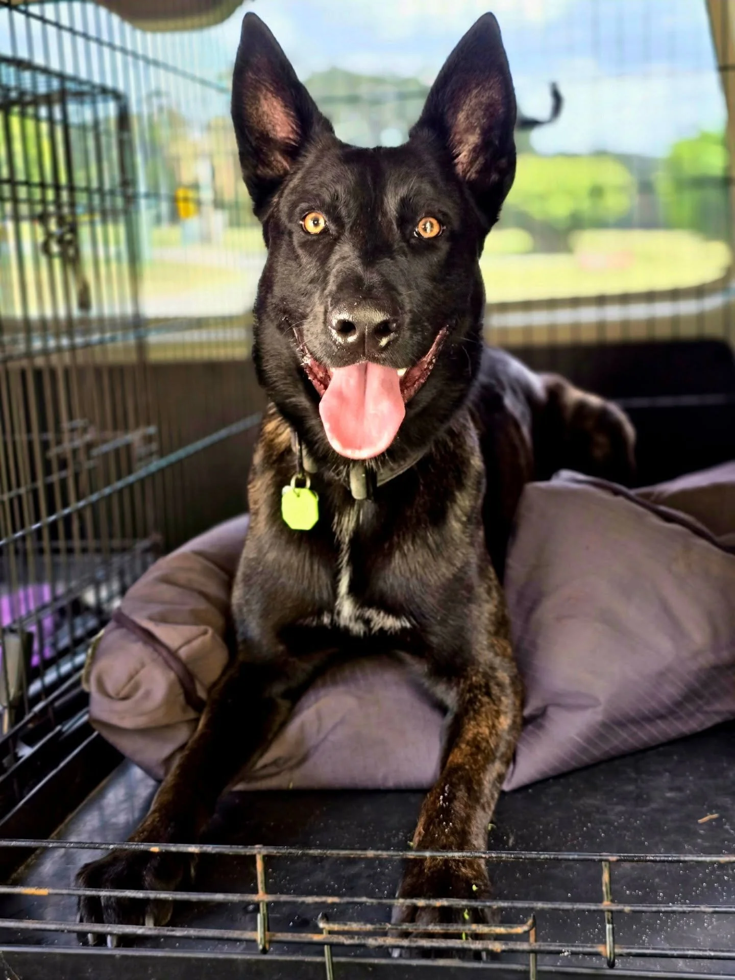 Some more happy customers from this weeks trainer sessions. Like a short, mobile day care but better. 

New idea below!

Trainers sessions are perfect for busy peoppe who work away during the week. I pick em up train em and drop em at back. 
An hour 