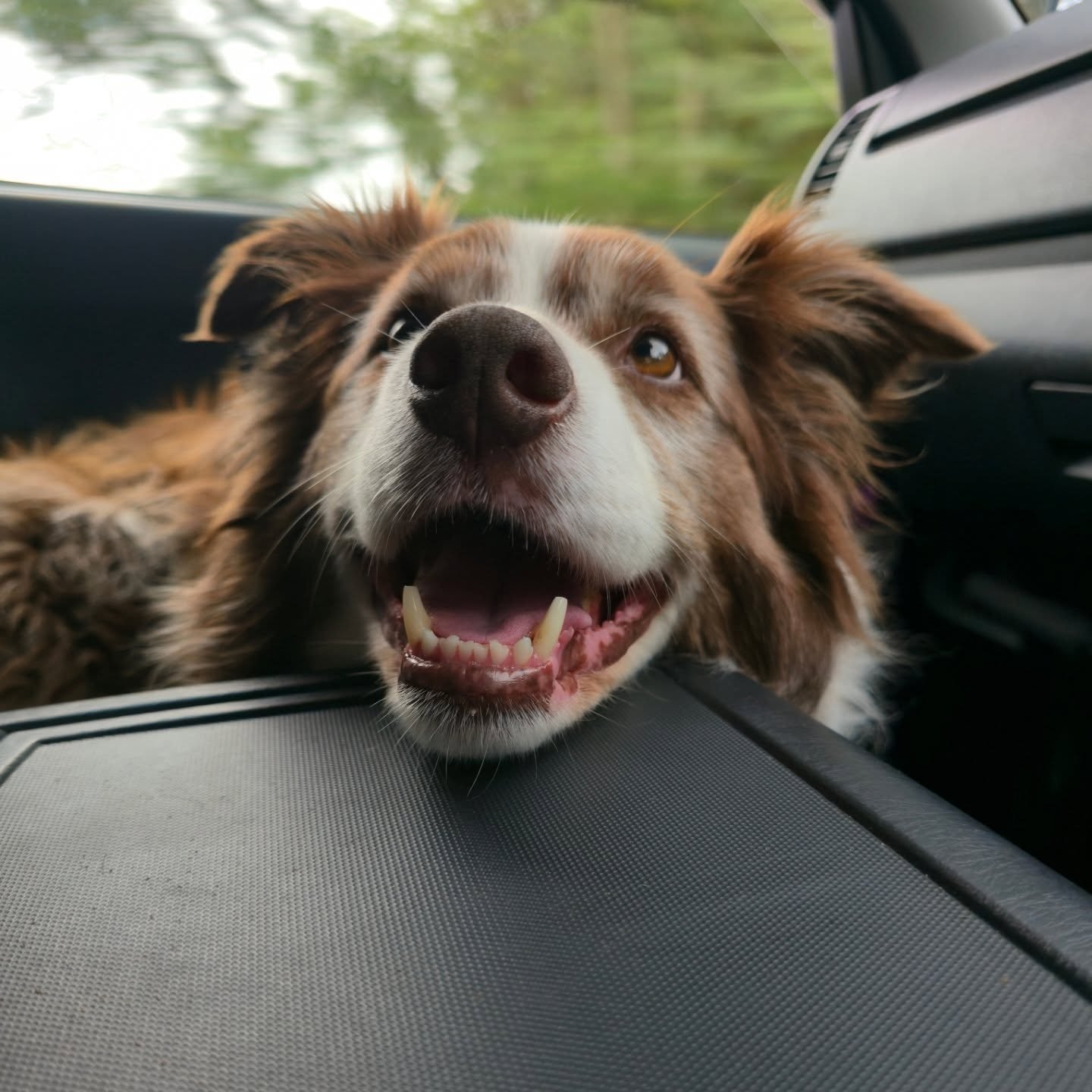 Too busy to train your dog? 
Sick of the dog park?
Dont like leaving them at home all day to bail up everyone walking past?

We get it.
That&rsquo;s why we are offerinf UtilityDog Day Training

Pick up/  drop off service and a full day of learning, s