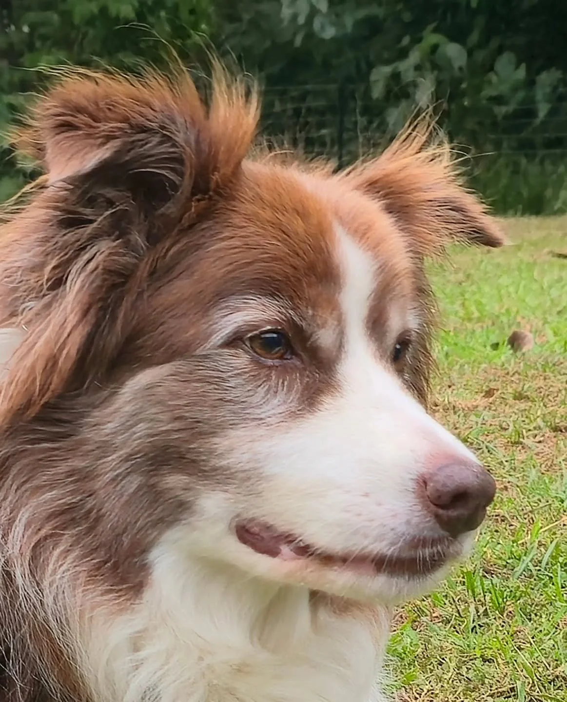 My own dog wondering why I didnt take him to work today.