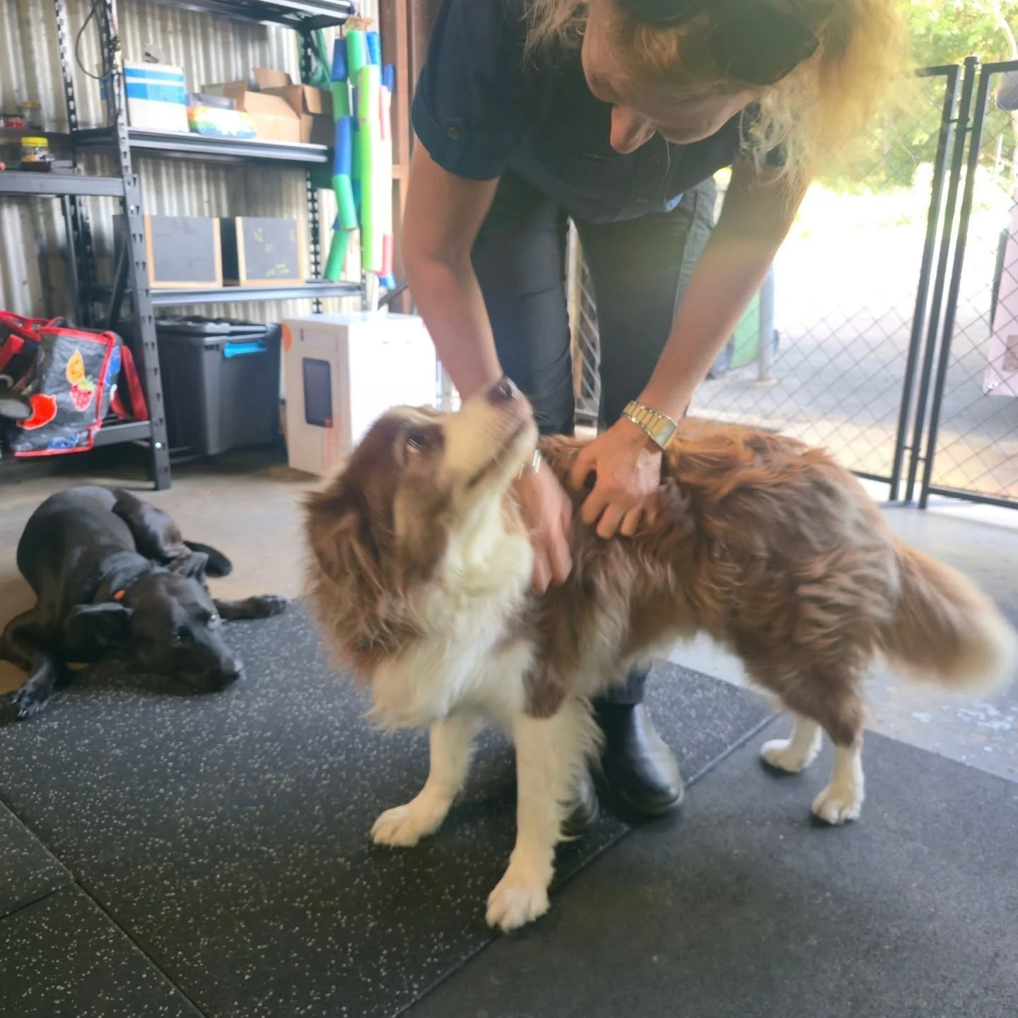 Gary likes it when people visit the shop to pick up their dog. 

You should visit. Why haven't you visited yet? Bring snacks.