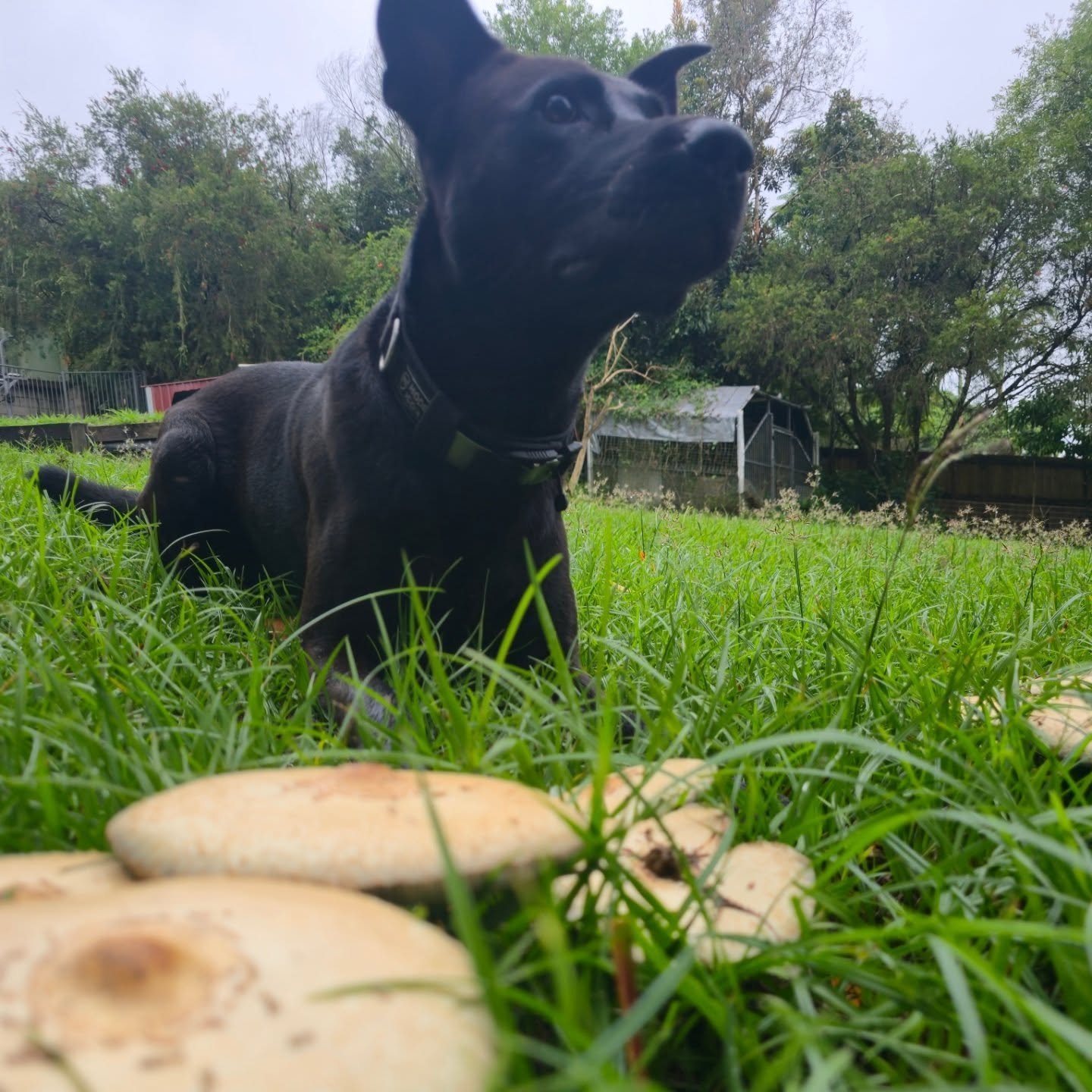 There wasn't mushroom inside, so we went to play in the garden.