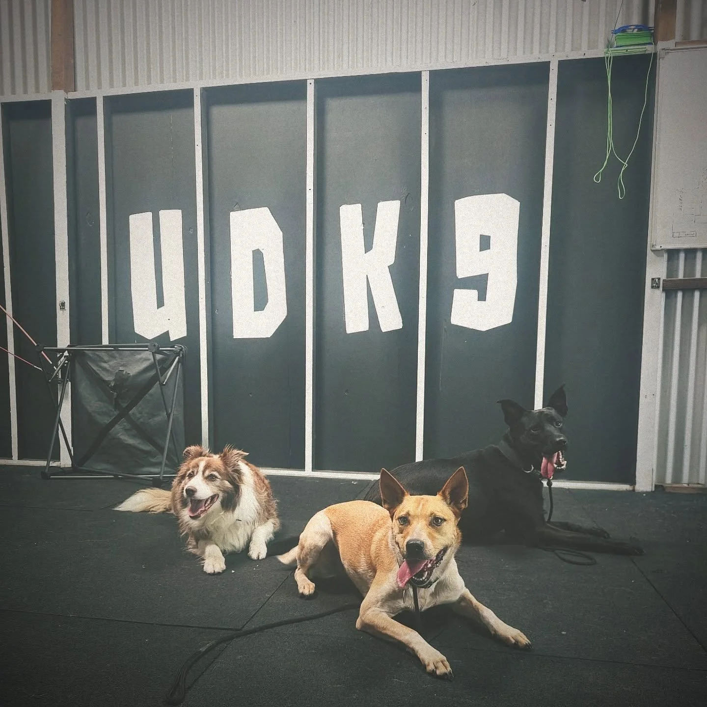 We've only got 2 spots left for Day Training in April. 
1 Thursday
1 Friday

If you want your dog to spend all day with a dog trainer learning cool stuff and having a great time,  then flick me a message. 
It's way better than leaving them at home al