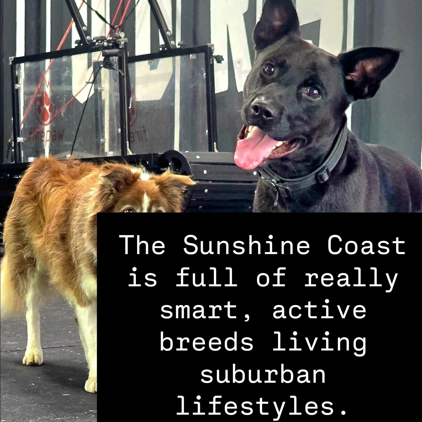 Sick of scraps at Stumers? 
Madness at Mooloolaba?
Blowing off recall at Ballinger Beach?
Chasing turkeys at La balsa (for now anyway, while we're still allowed dogs there)?

Working dogs are awesome but they can be hard work. 

No stress, we live an
