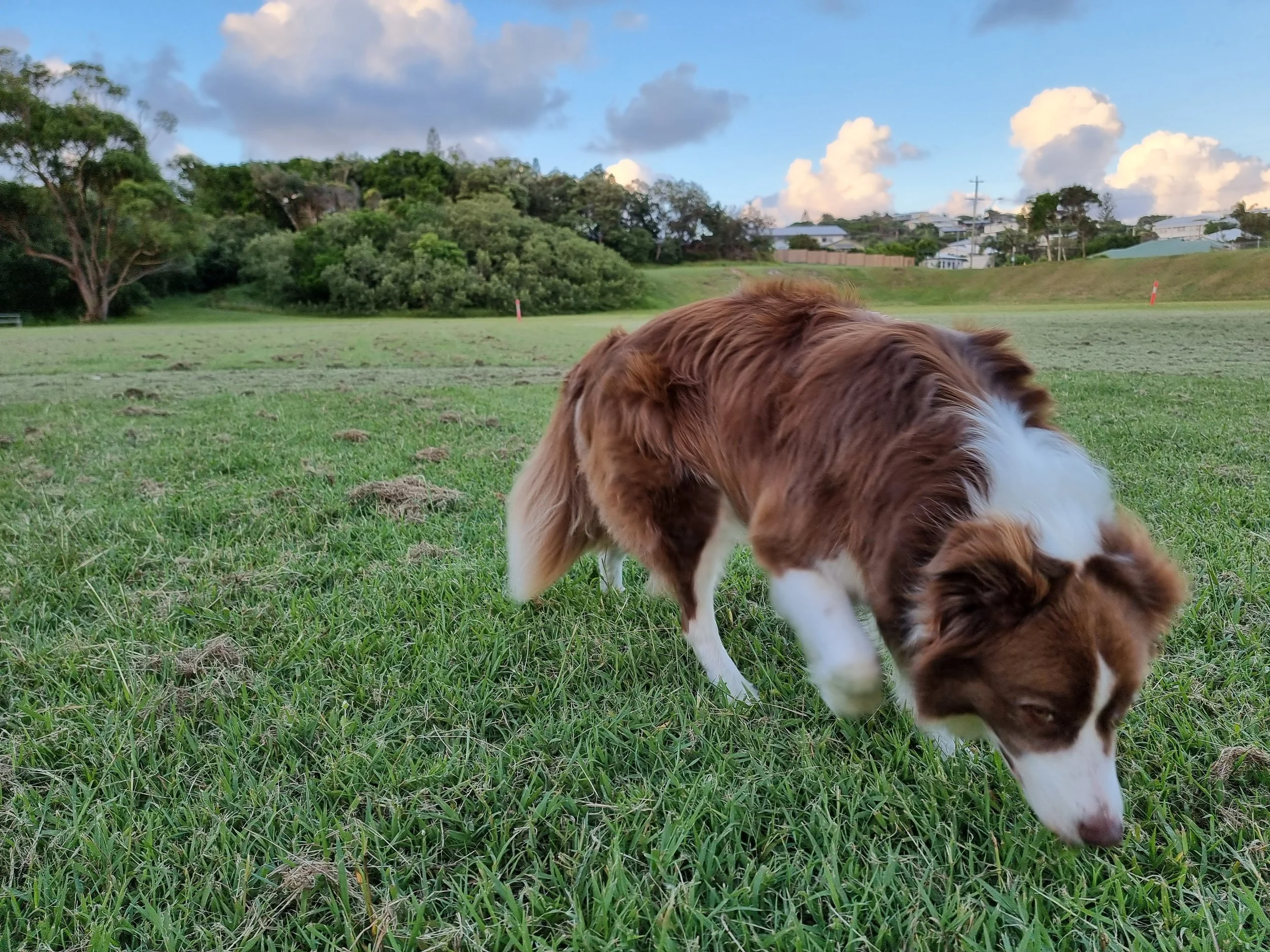 Utility dog Sunshine coast dog training