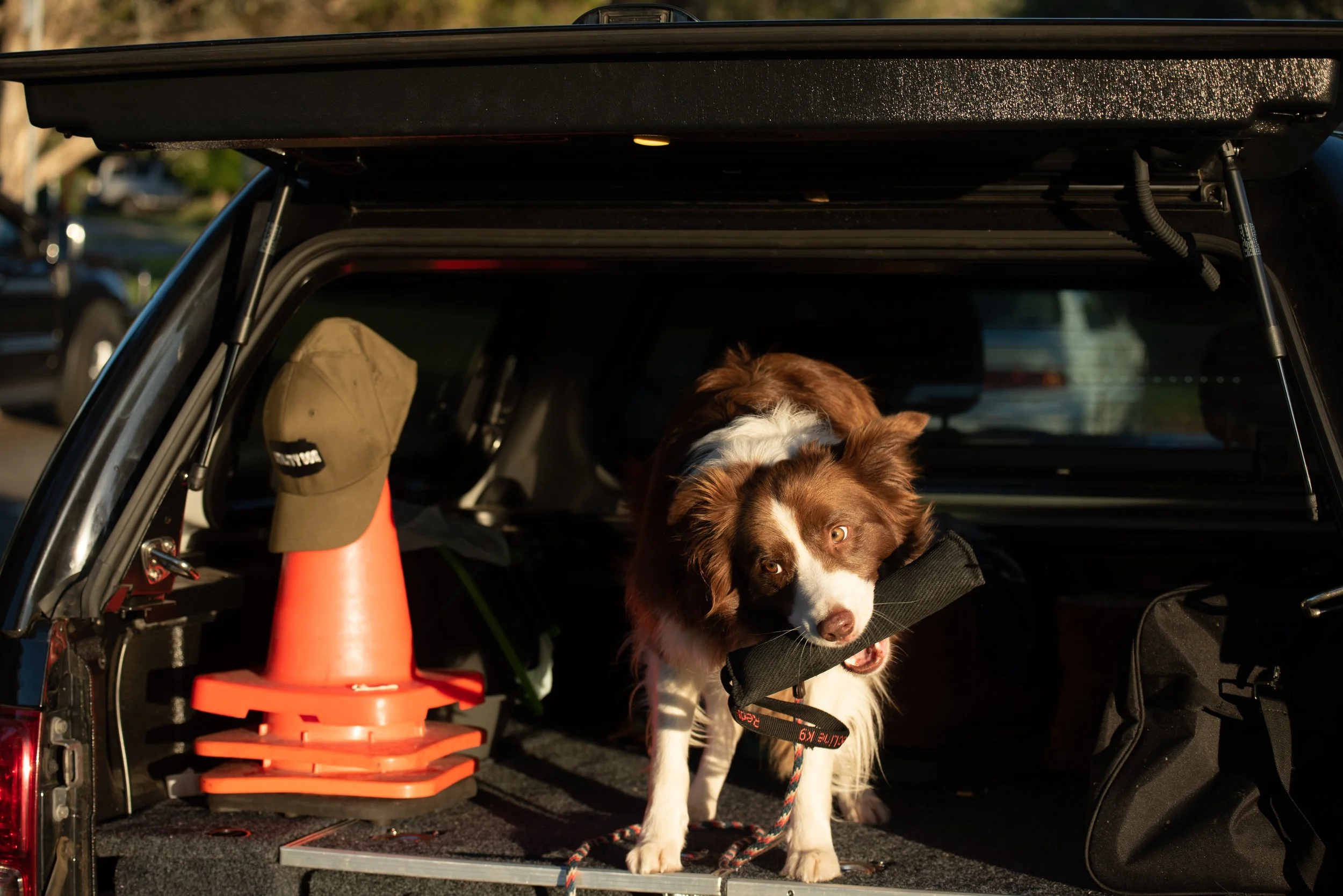 Utility dog Sunshine coast dog training