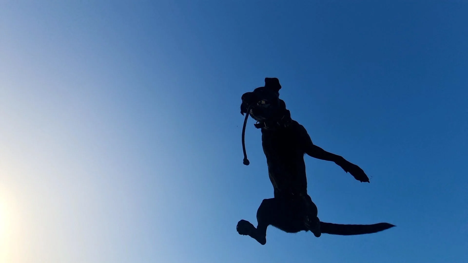 Utility dog Sunshine coast dog training