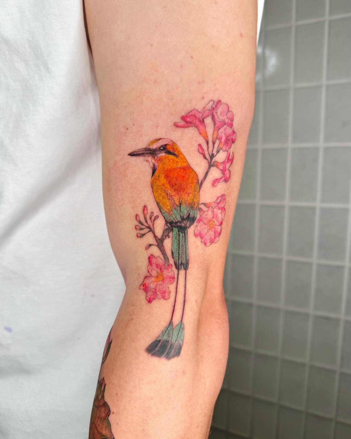 The national bird of El Salvador is the turquoise-browed motmot 🦜

Ty for letting me do this piece for you Jason 

#pdxtattoo #portlandtattoo #motmot #elsalvador #blackandgreytattoo #tattoo #elsalvadortattoo #colorrealism #birdtattoorealism #tattooa