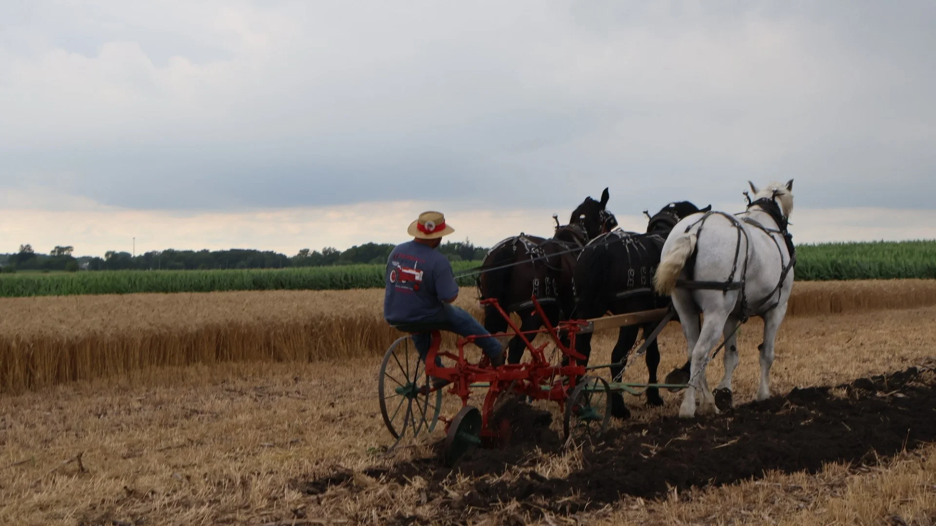 2025_WCTA_AS_Fieldwork_Horses (11).JPG