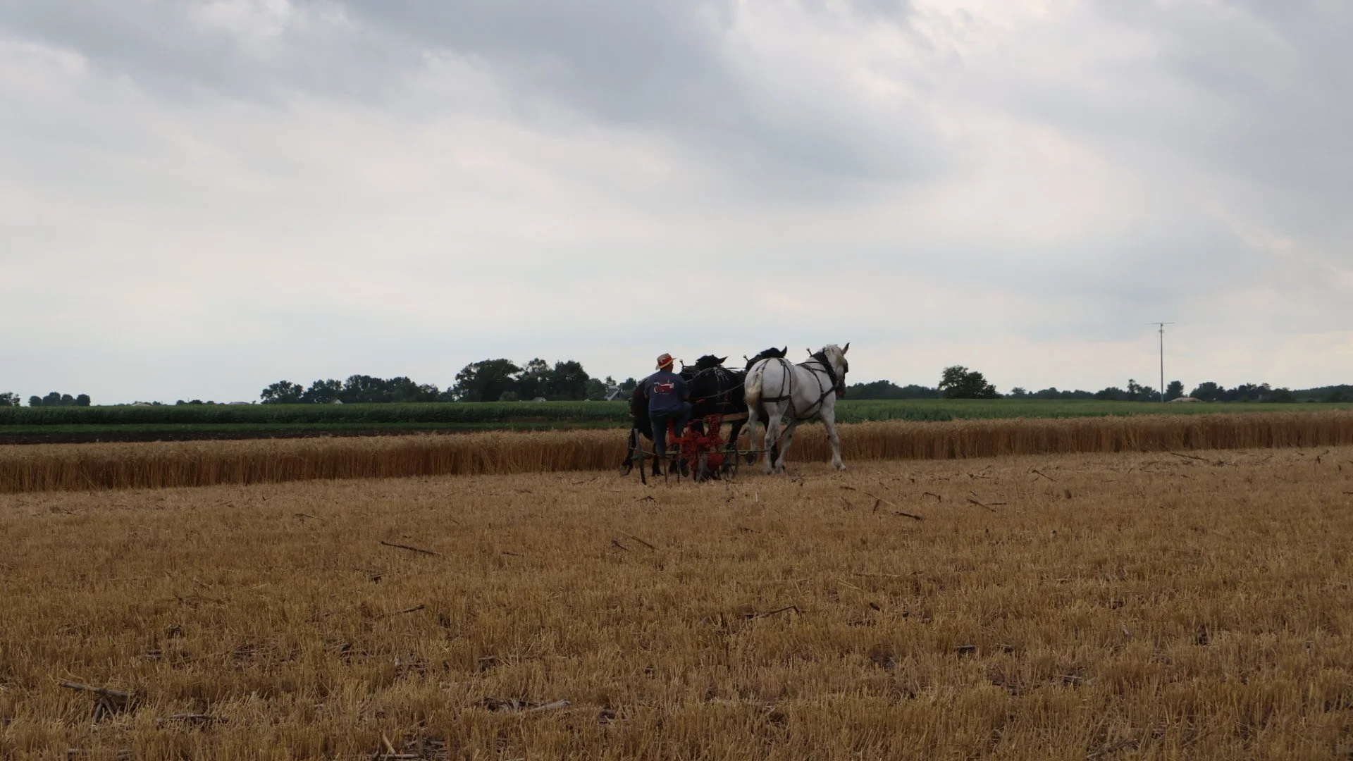 2025_WCTA_AS_Fieldwork_Horses (2).JPG