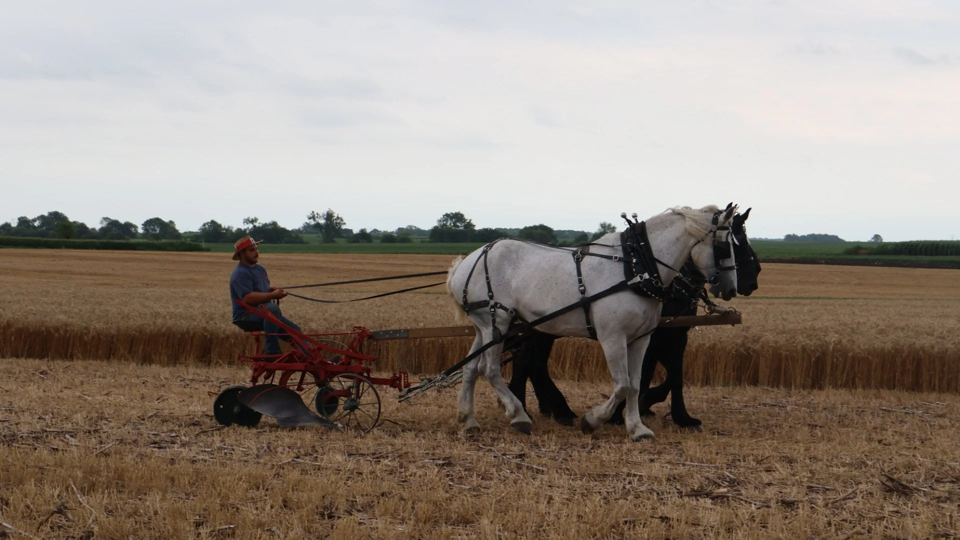 2025_WCTA_AS_Fieldwork_Horses (9).JPG