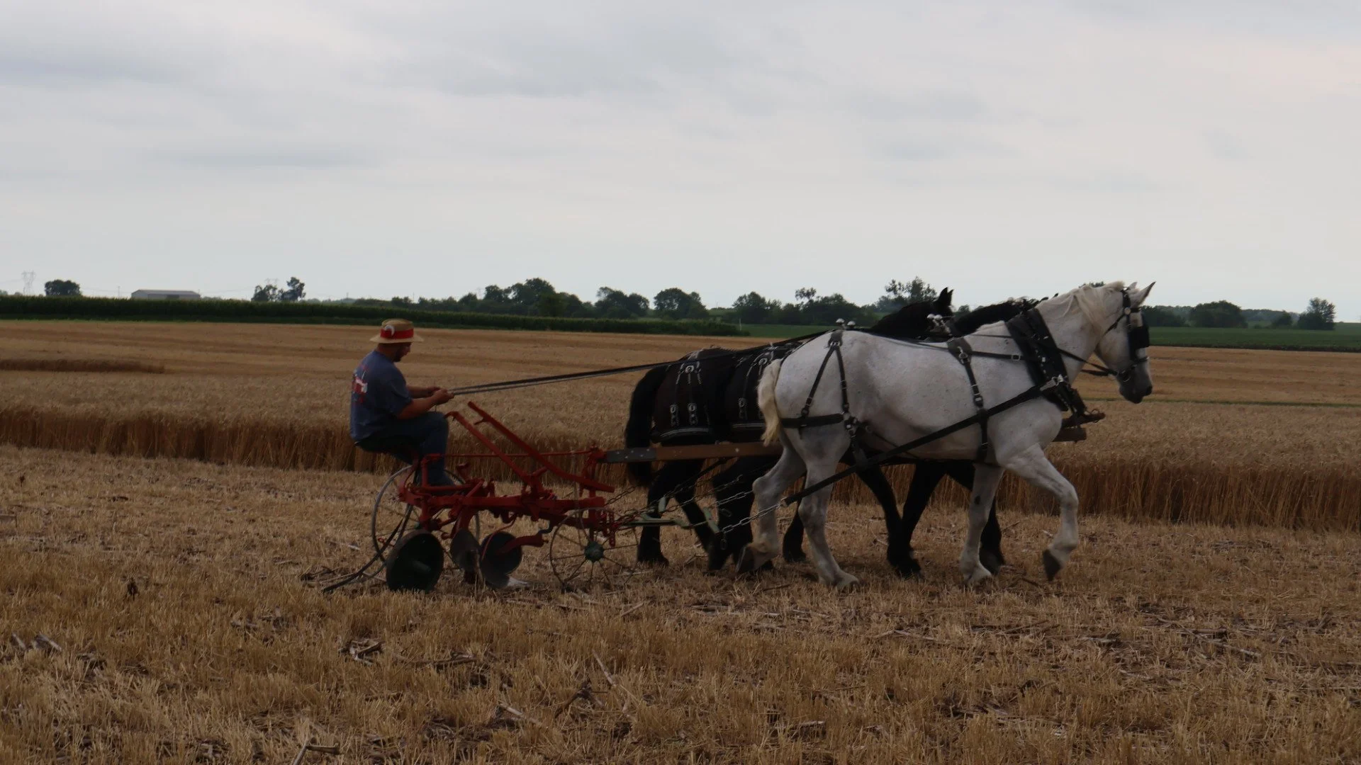 2025_WCTA_AS_Fieldwork_Horses (8).JPG