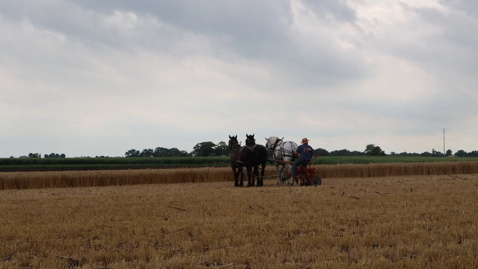 2025_WCTA_AS_Fieldwork_Horses (16).JPG