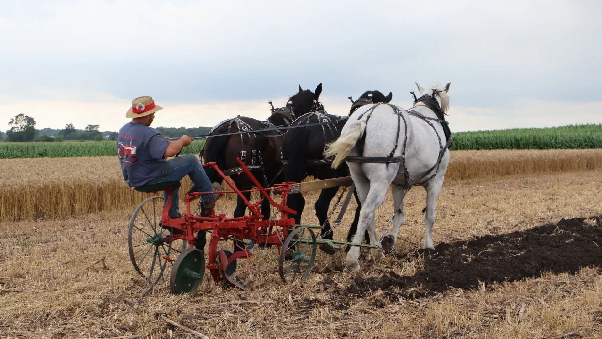 2025_WCTA_AS_Fieldwork_Horses (10).JPG