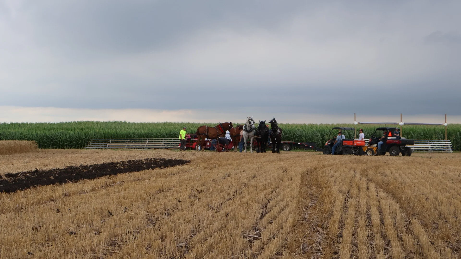 2025_WCTA_AS_Fieldwork_Horses (6).JPG