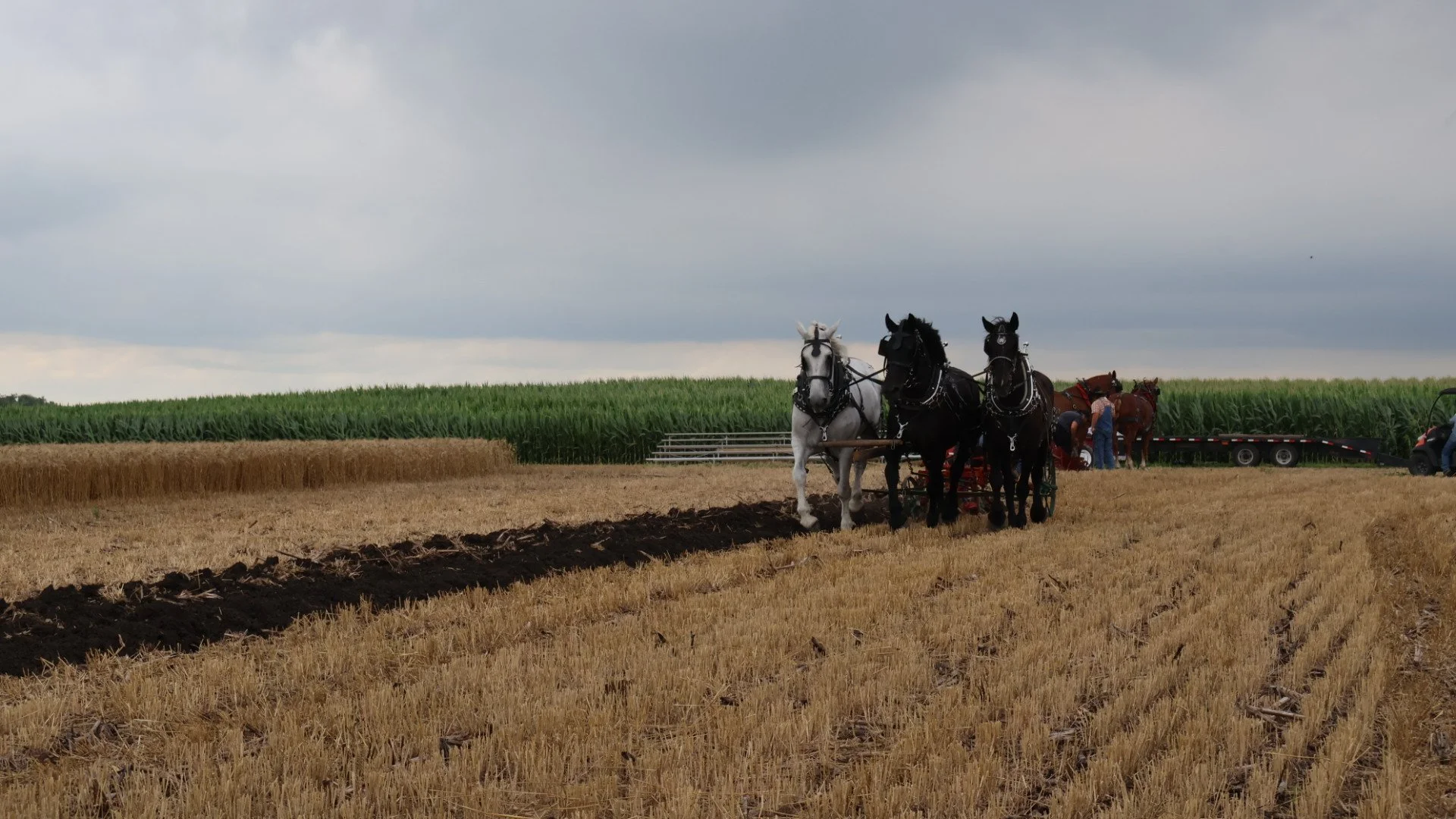 2025_WCTA_AS_Fieldwork_Horses (7).JPG