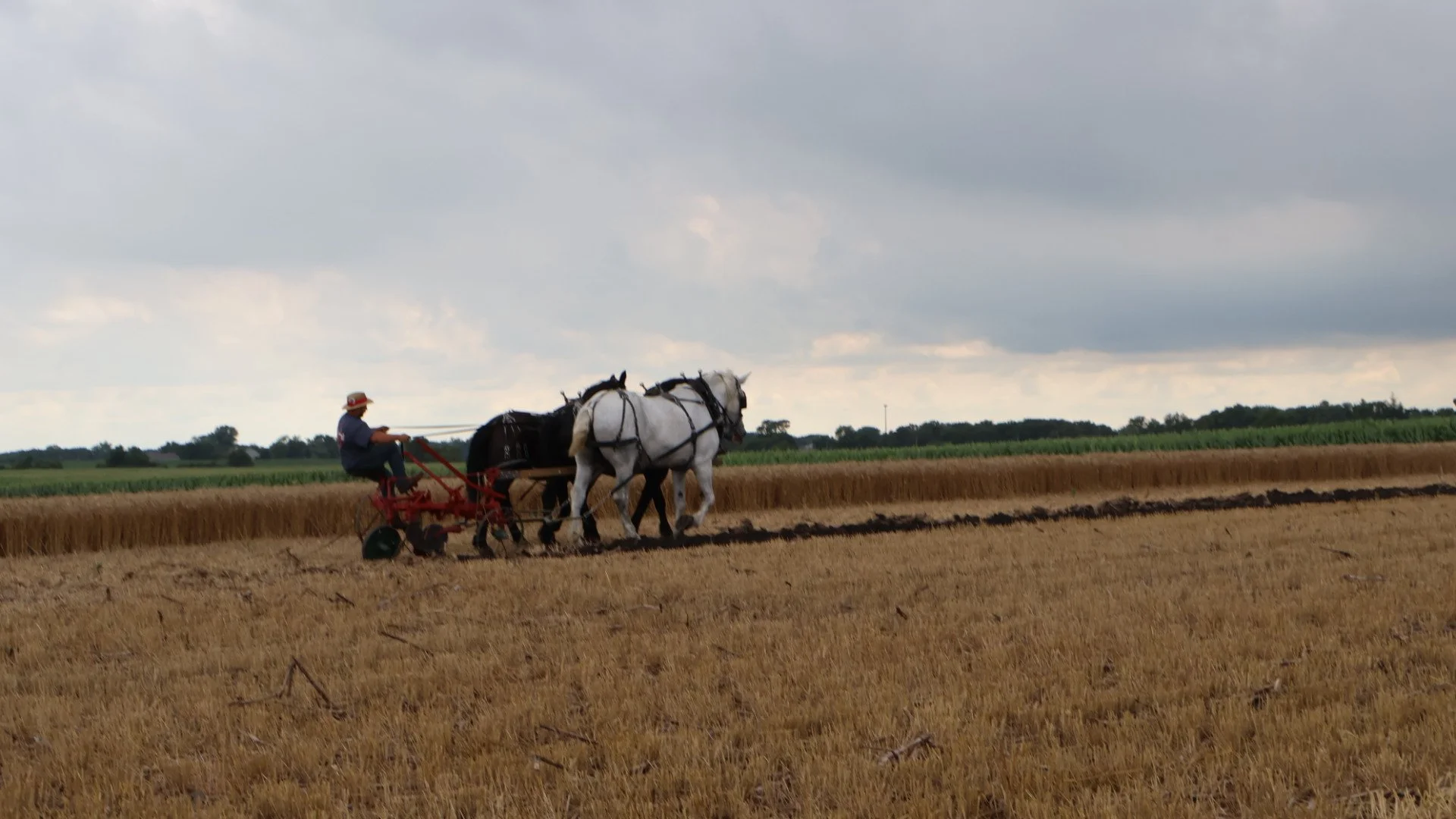 2025_WCTA_AS_Fieldwork_Horses (3).JPG