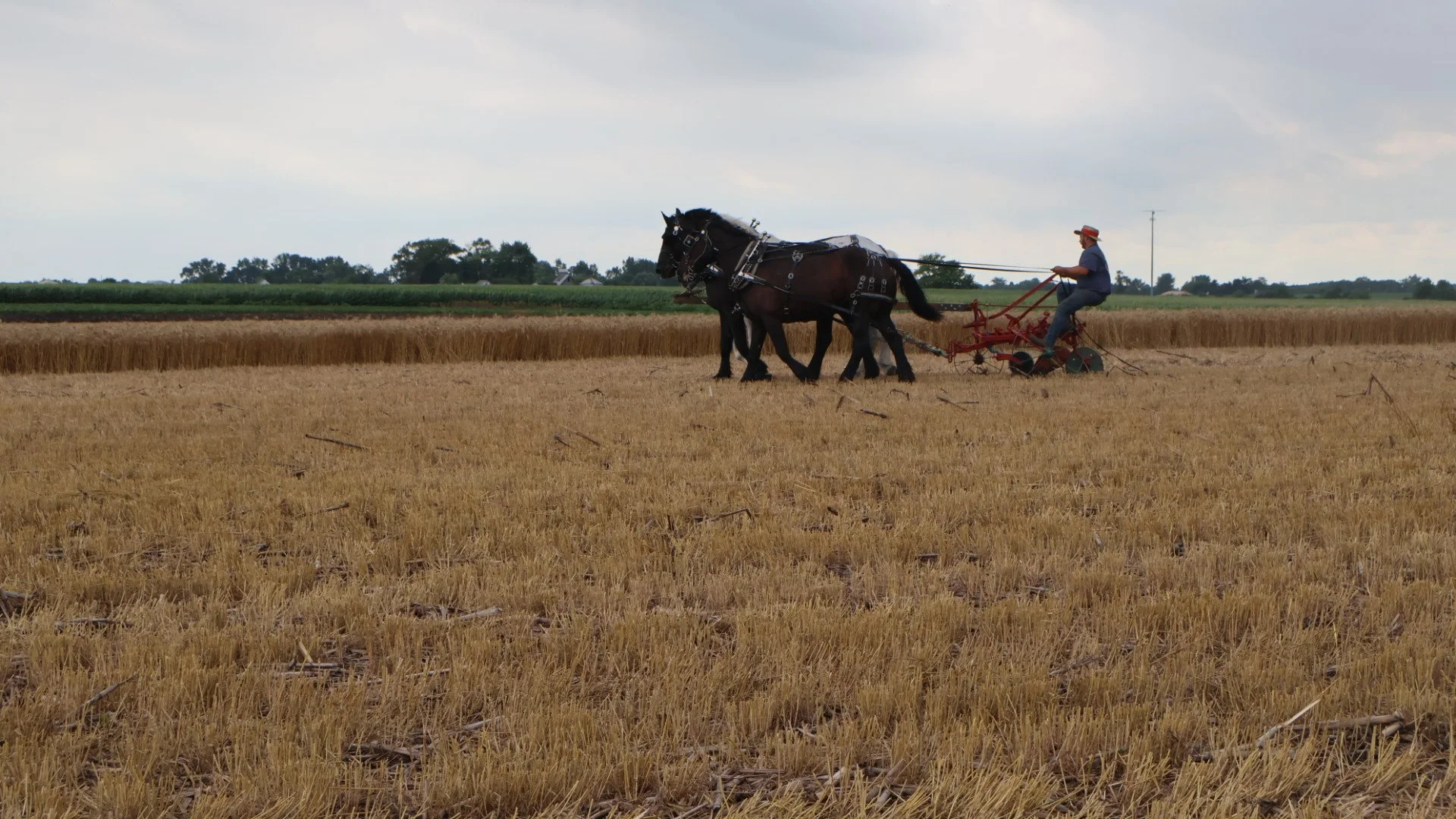 2025_WCTA_AS_Fieldwork_Horses (1).JPG