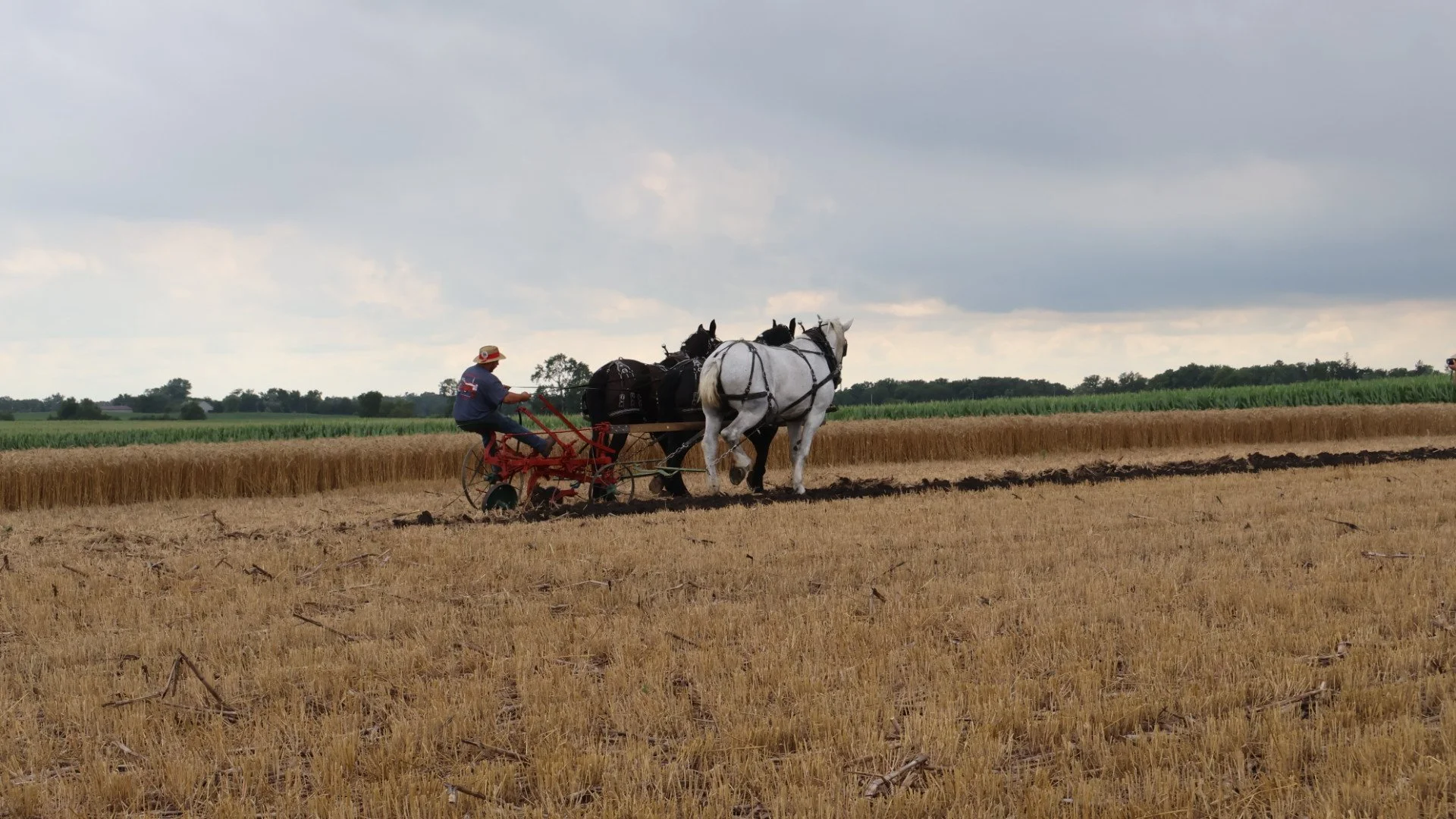 2025_WCTA_AS_Fieldwork_Horses (4).JPG