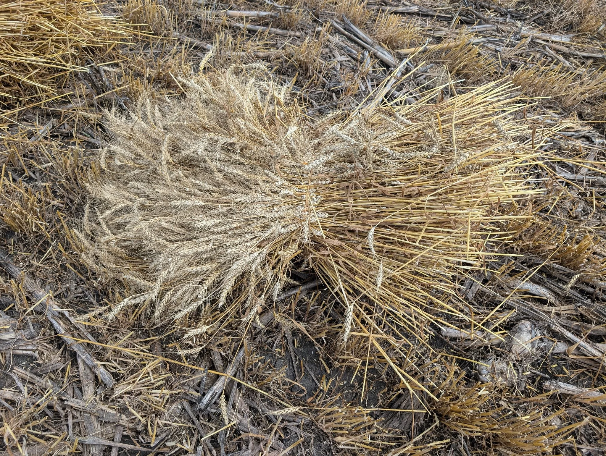 2025_WCTA_AS_Fieldwork_Baling (5).jpg