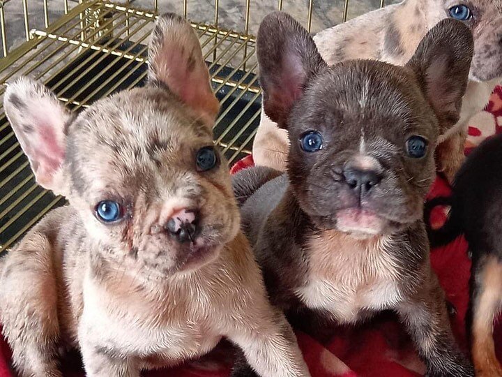 Blue eyed Tri liliac merle females will be available 50 days old now