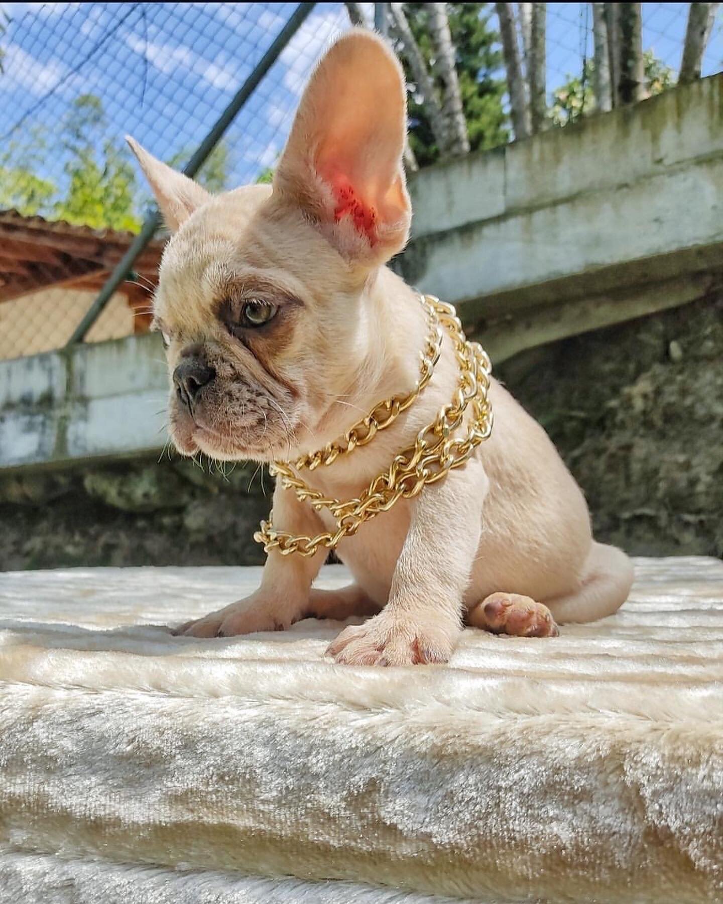 Small liliac fawn merle boy available $6,000 #frenchbulldog #fluffyfrenchbulldog #longhairfrenchbulldog #frenchiesofinstagram #frenchiesociety #frenchies #frenchiesofig #frenchiepuppy #frenchielove #frenchielovers #frenchielife #frenchiesociety #fren