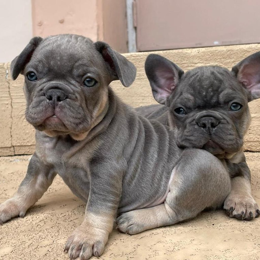 Mini blue and tan ready to go! 
AKC 3 males , one blue female
$6000 each - very small and compact!

#frenchbulldog #fluffyfrenchbulldog #longhairfrenchbulldog #frenchiesofinstagram #frenchiesociety #frenchies #frenchiesofig #frenchiepuppy #frenchielo