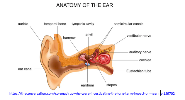 Ringing in Your Ears | My Vanderbilt Health