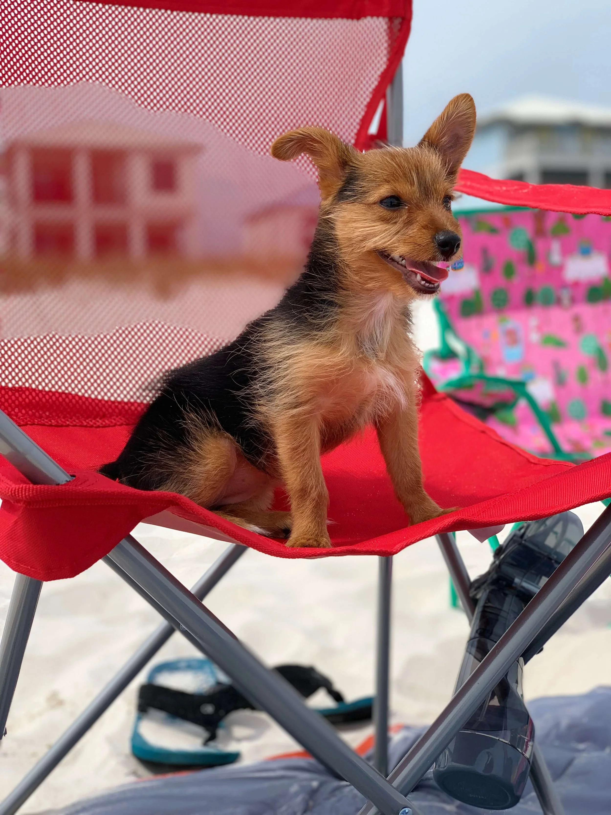 A small brown and black puppy sitting on a red folding chair at the beach, with sunglasses and a colorful bag in the background.