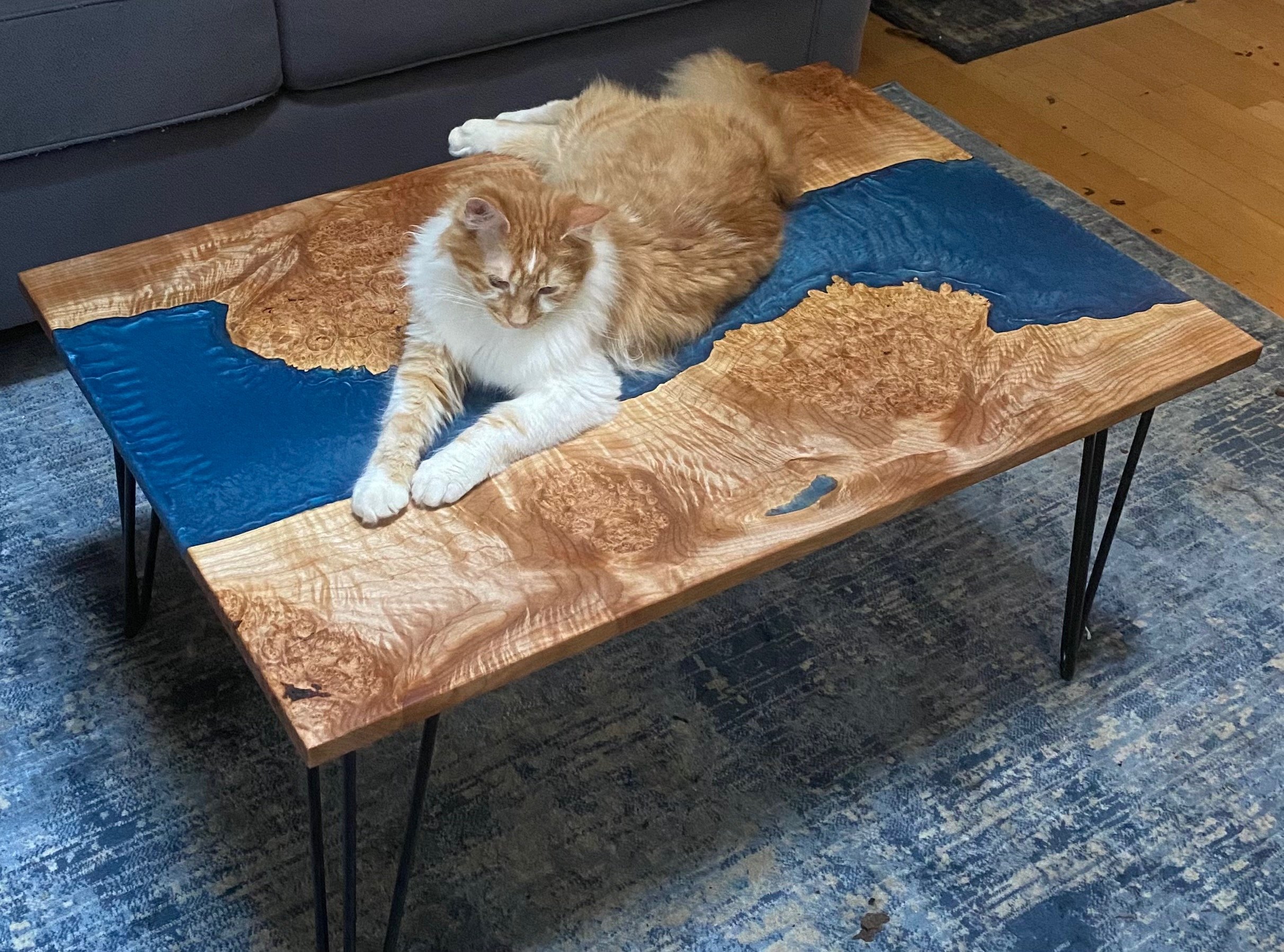Owner's cat approving the new coffee table!