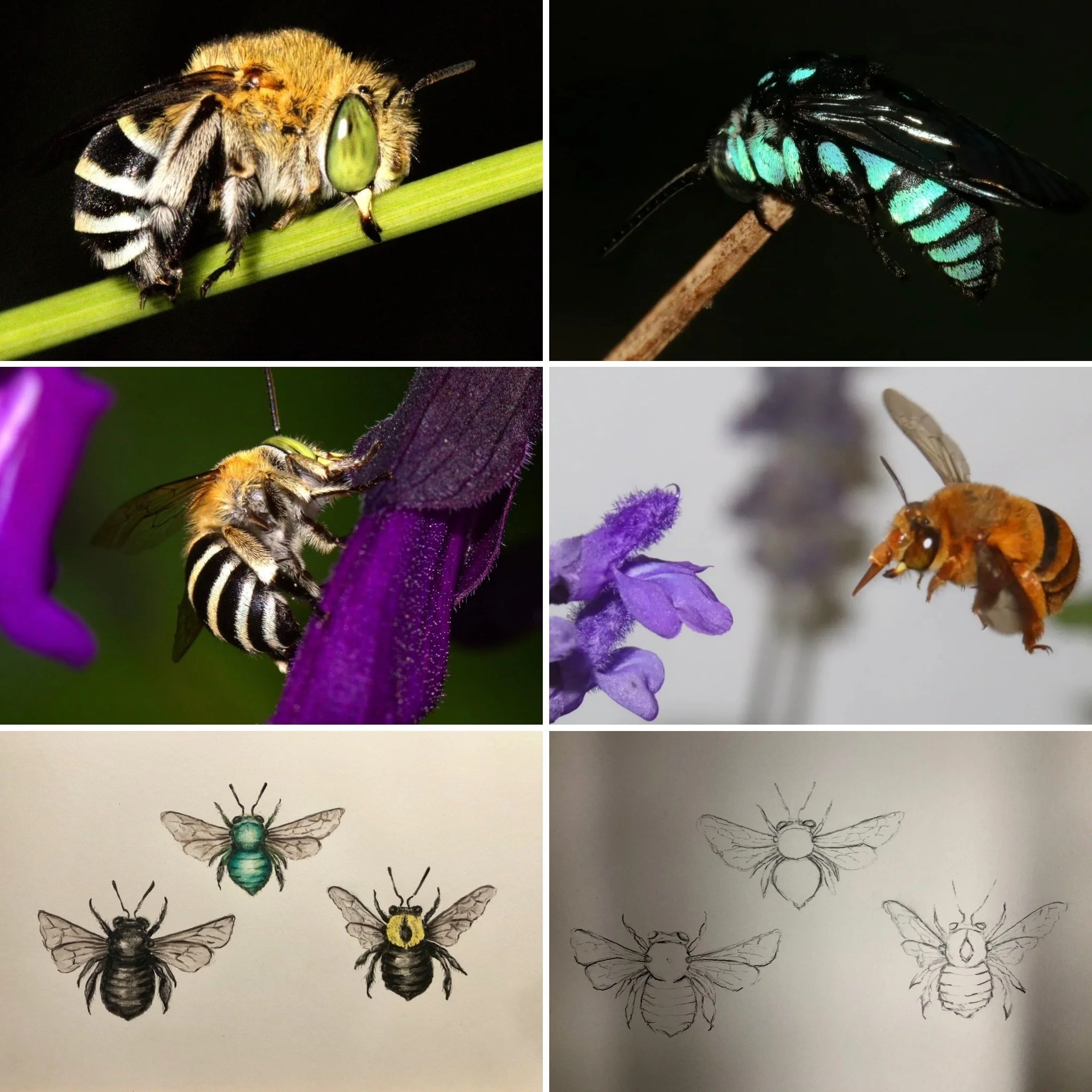NEW WORKSHOP!! The Art and Science of Bees!!