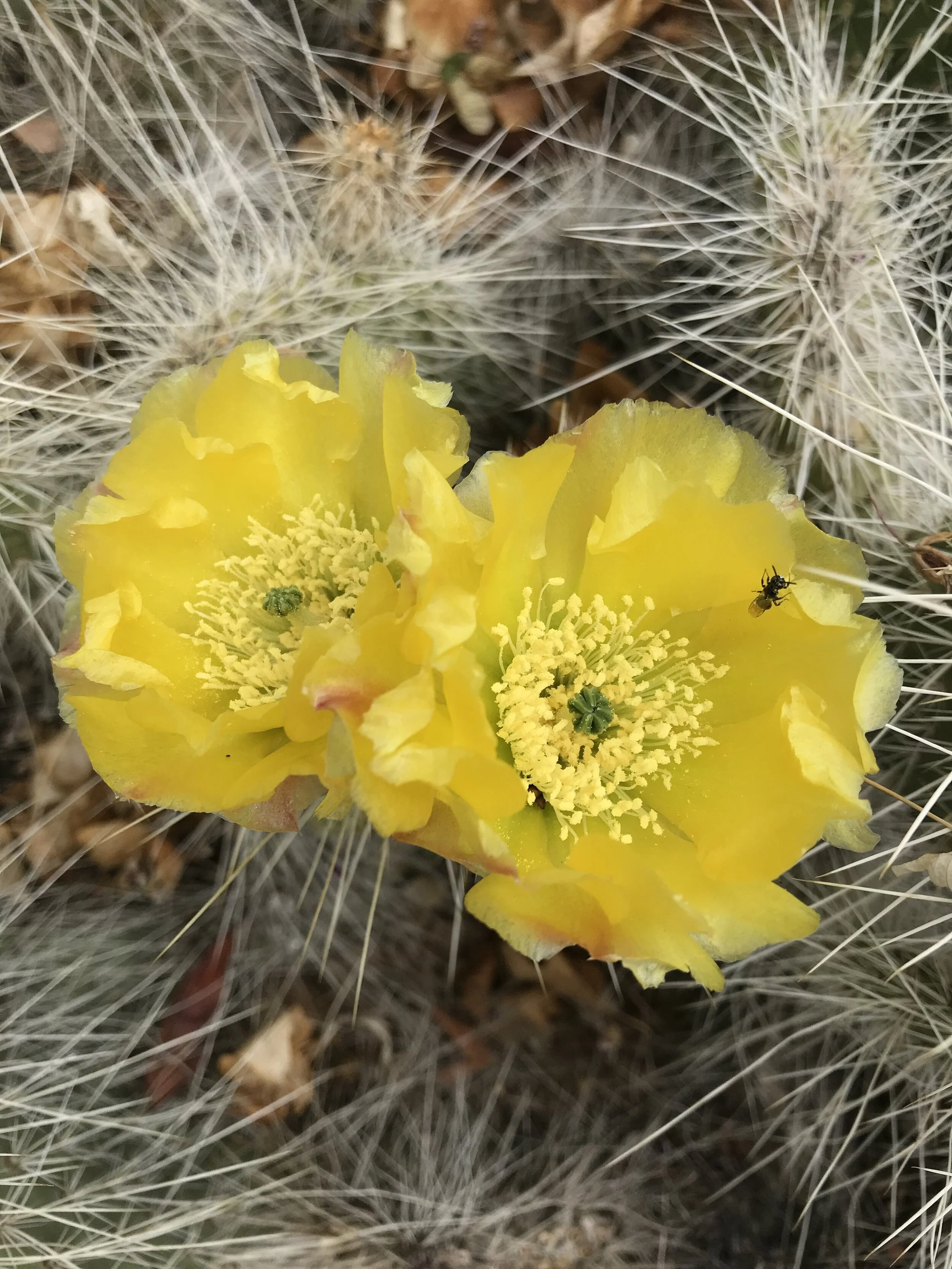 native beetle in cactus flower.JPG