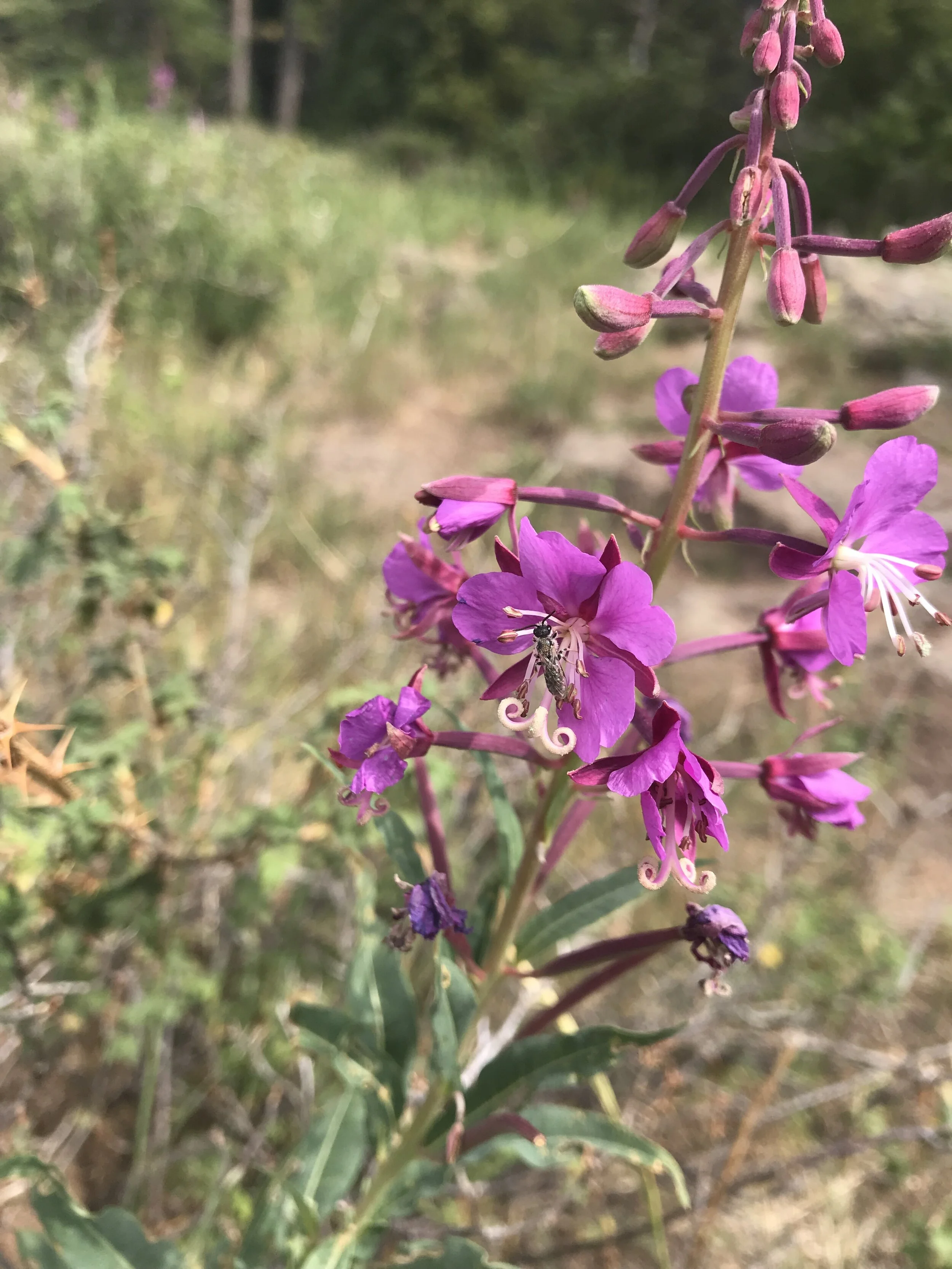 beetle on fireweed.JPG