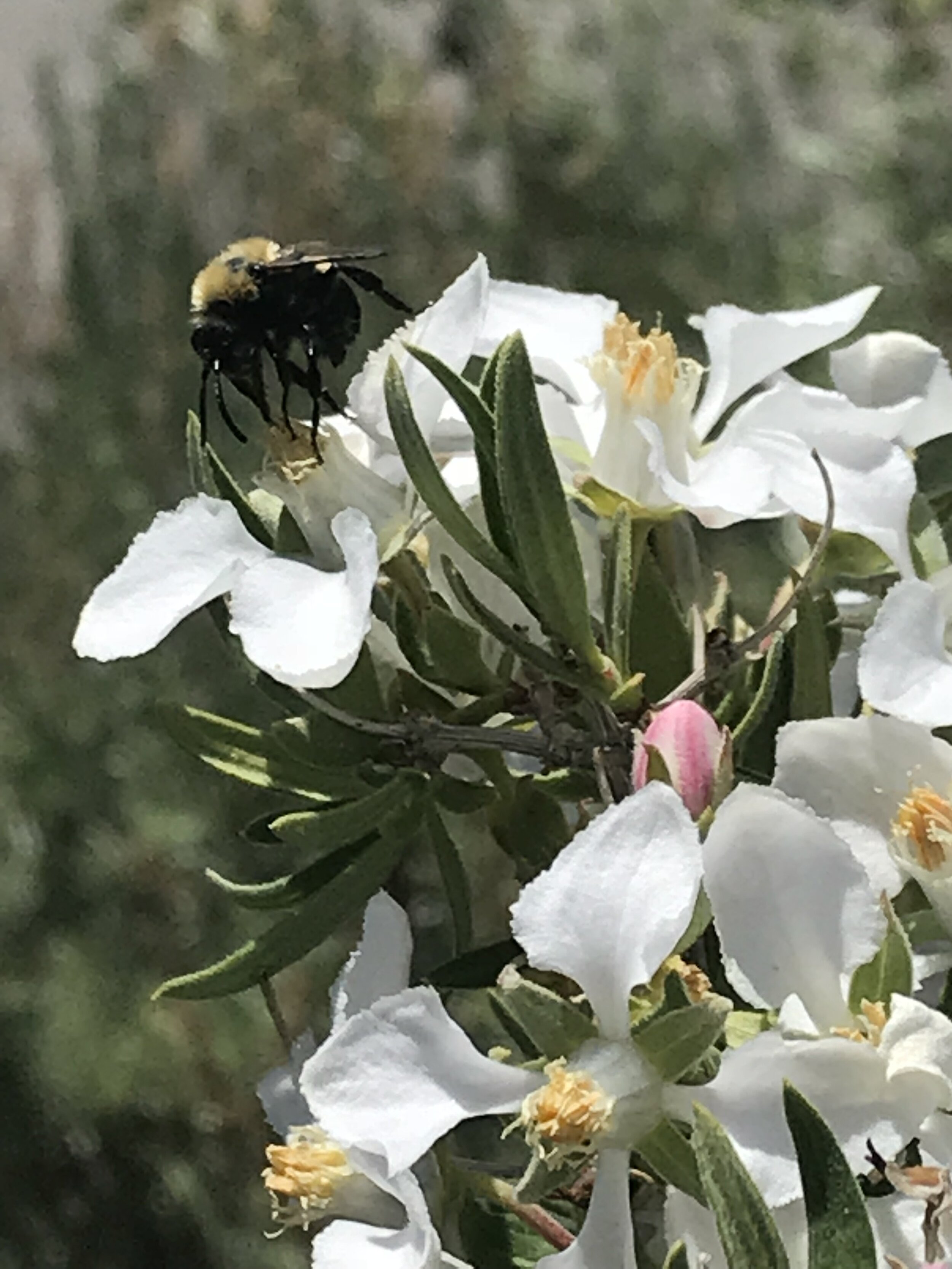 native bee on cliff rose.JPG