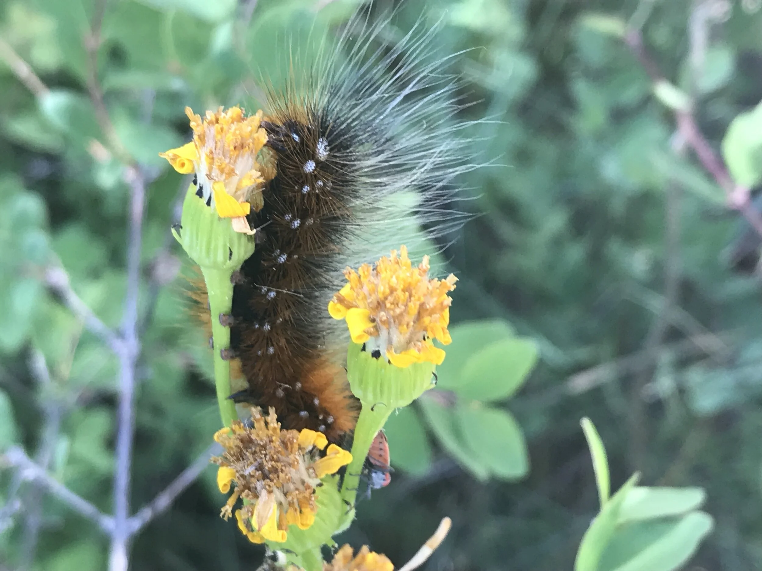 caterpillar on parry's arnica.JPG