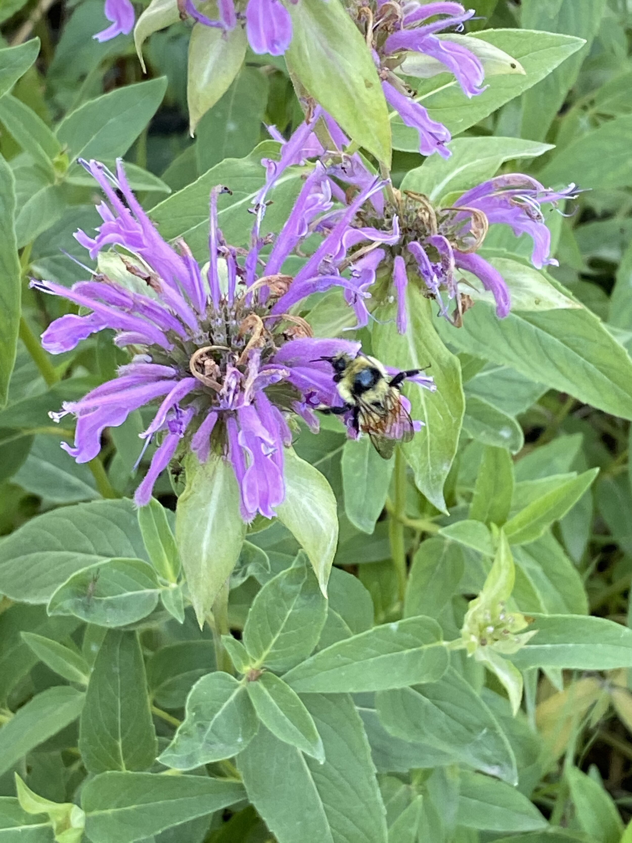 Native bee in Beebalm.JPG