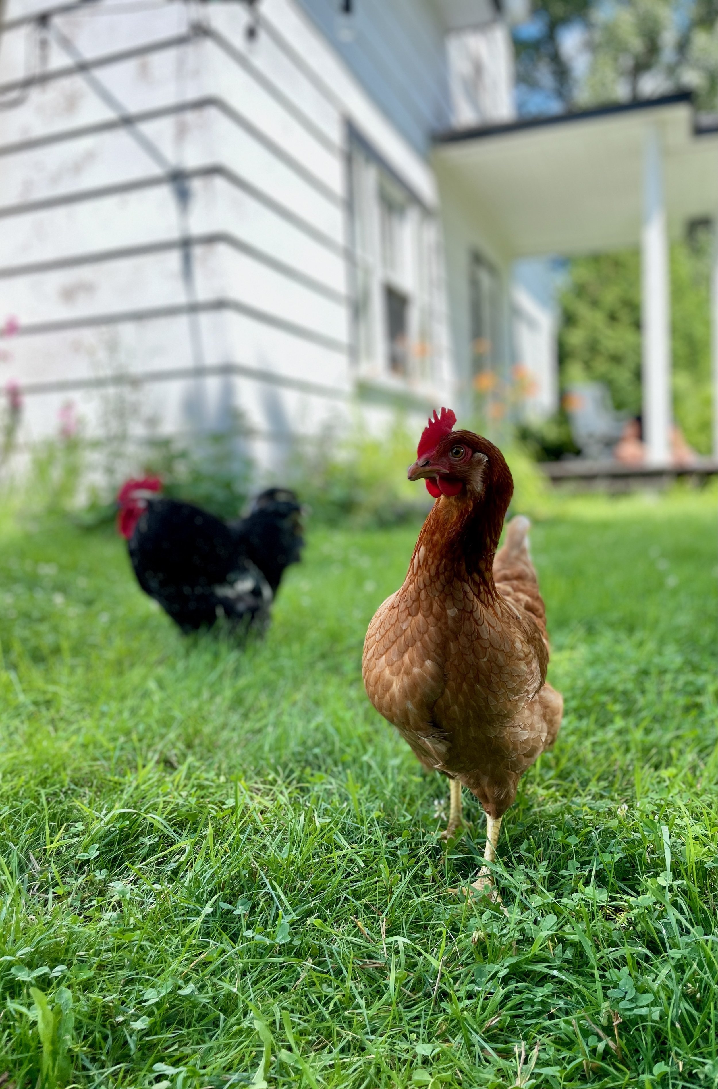 poules.jpeg