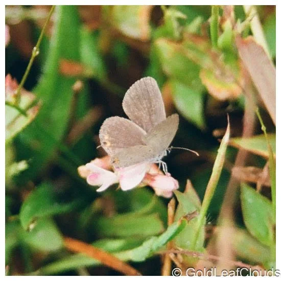 Grainy Bugs and Slugs!