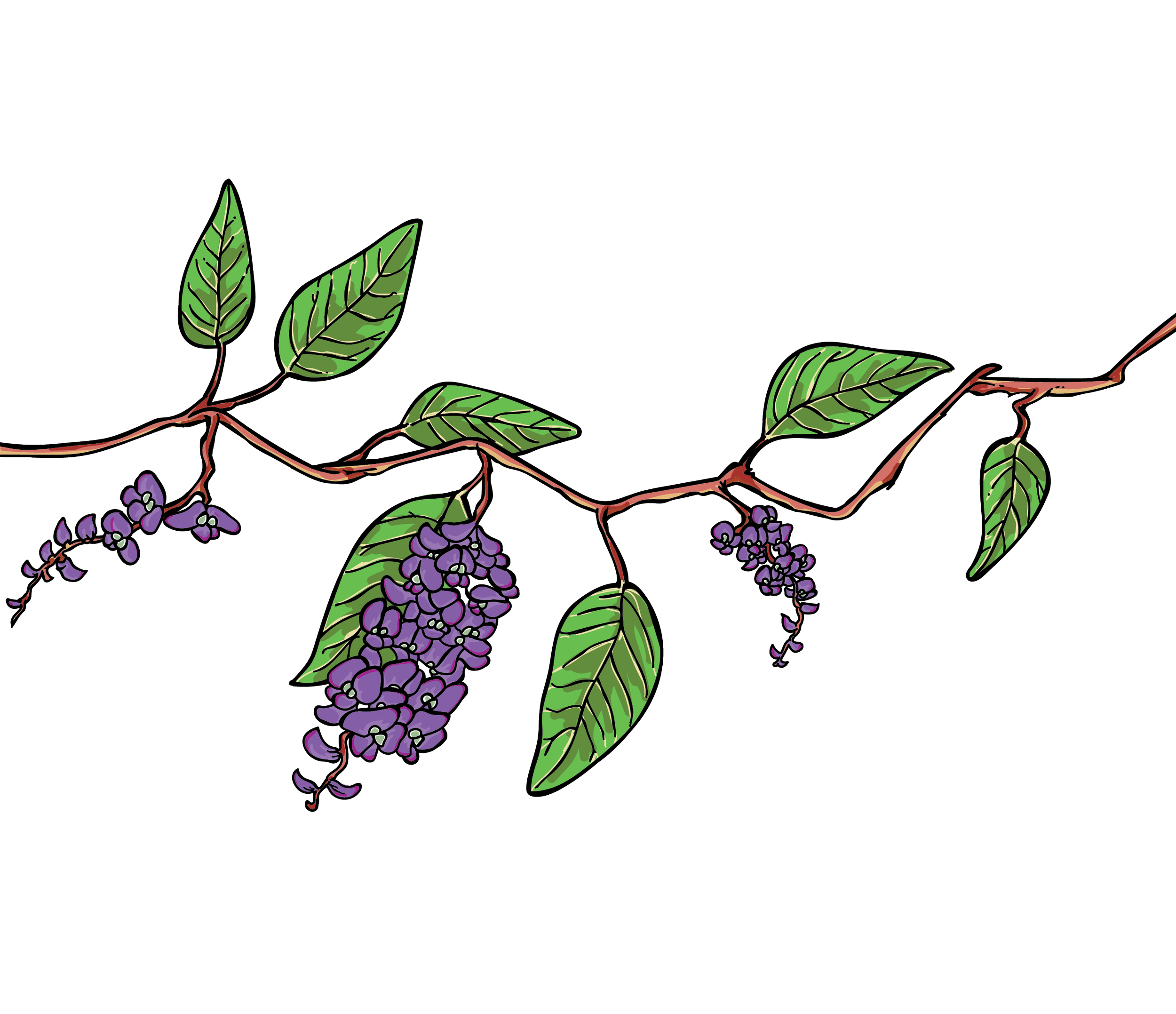 A cartoon style image of a hardenbergia plant
