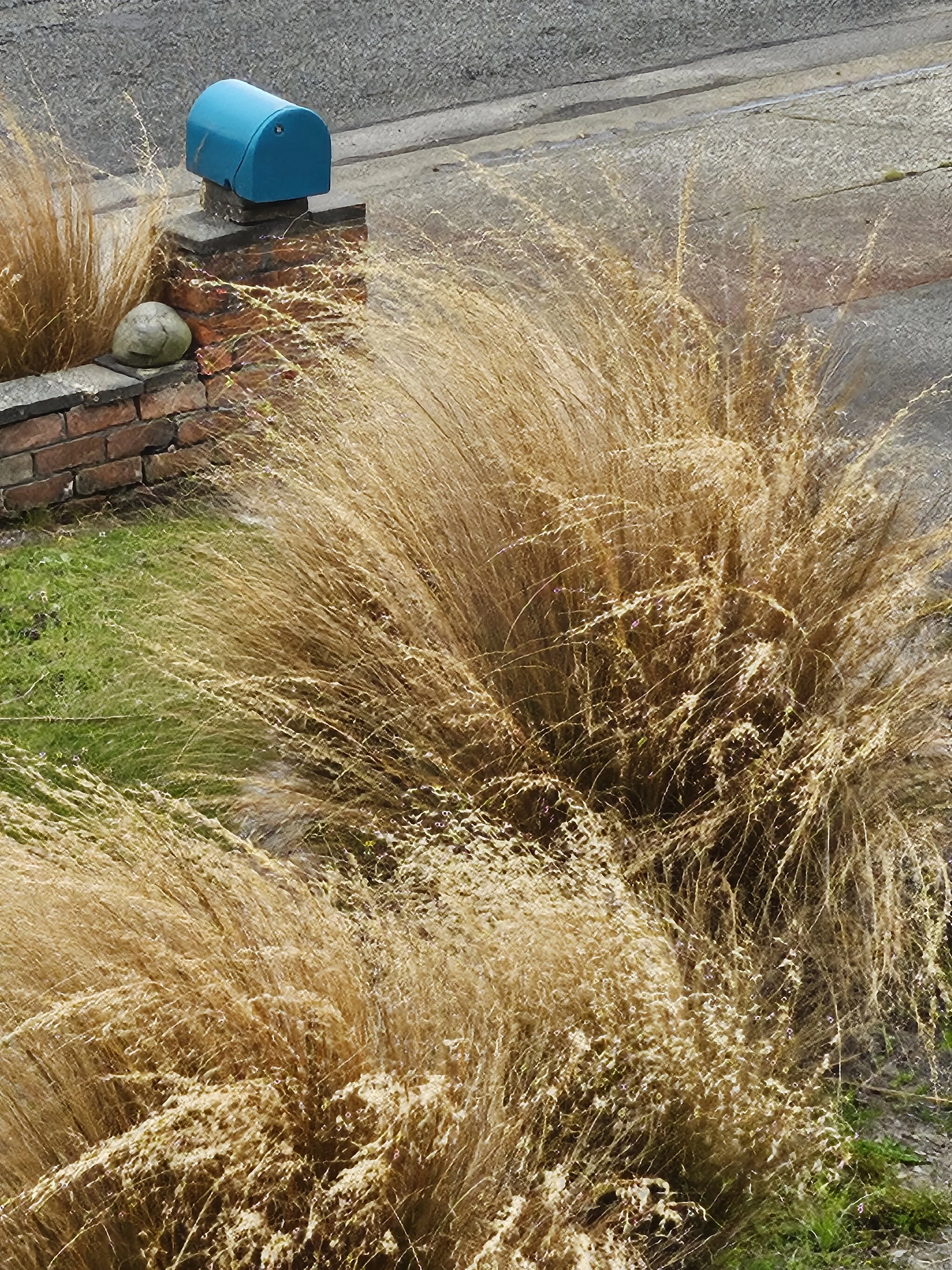THE PLANT STORE, INVERCARGILL
We asked The Plant Store to design a completely new garden at our home with only NZ native grasses and plants. We hope you enjoy it