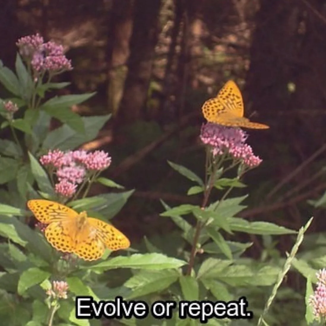 Lessons from flowers 🌻🌷🌸🌺🌿

Happy May Day, Lei Day, Beltane, and just another day to marvel in the splendor of Mother Earth 🤲🏾🌞

Thank you to our sweet floral friends for teaching us of our divine femininity, delicate strength, innate perfect