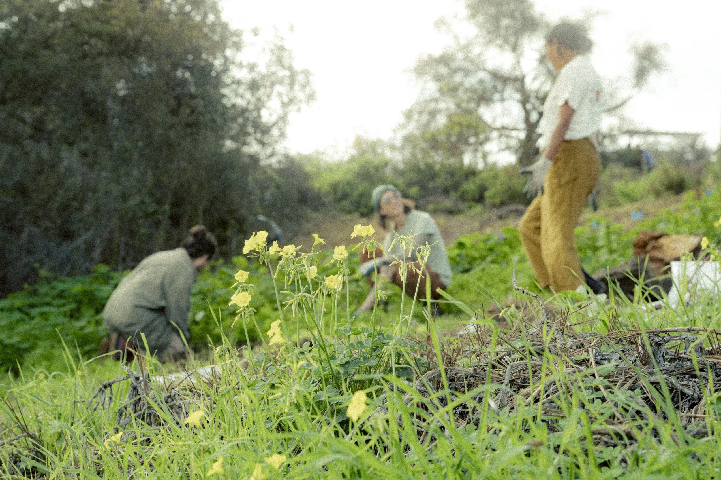 Ocean Knoll Canyon Surf and Garden Party