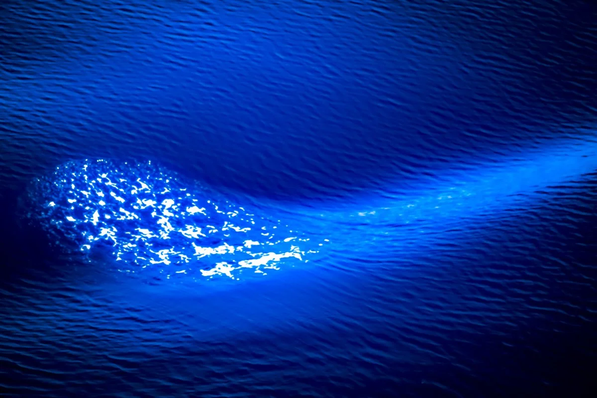 Sea Calligraphy -8.jpg