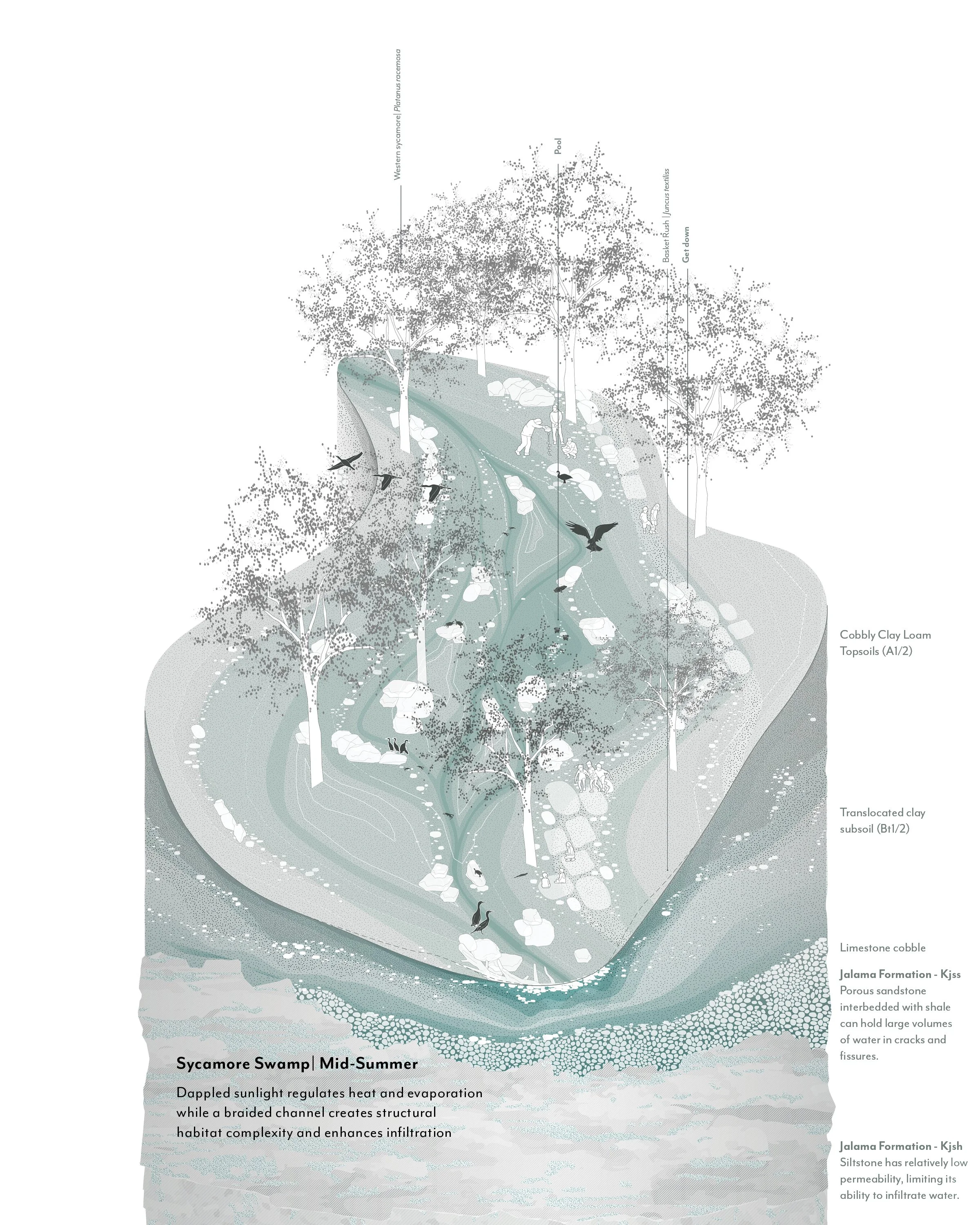 BSLA_Phasing Freshwater_4.jpg