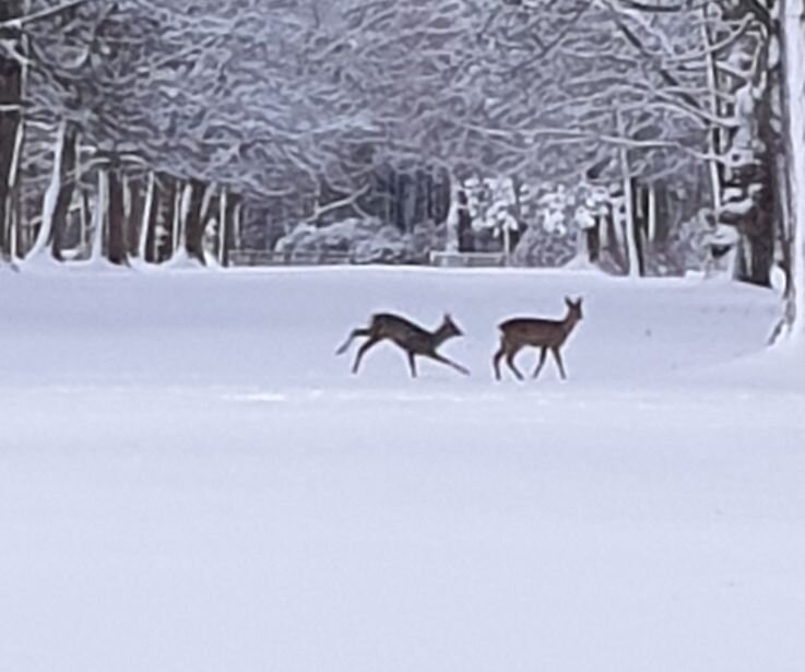 Deer in the snow on Lennoxlove Estate