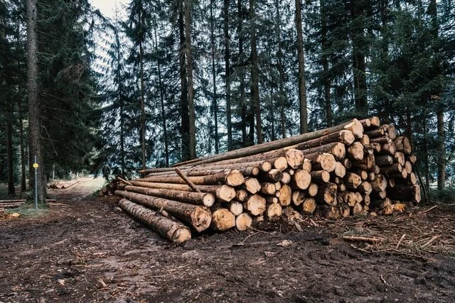 Forestry Lennoxlove.jpg