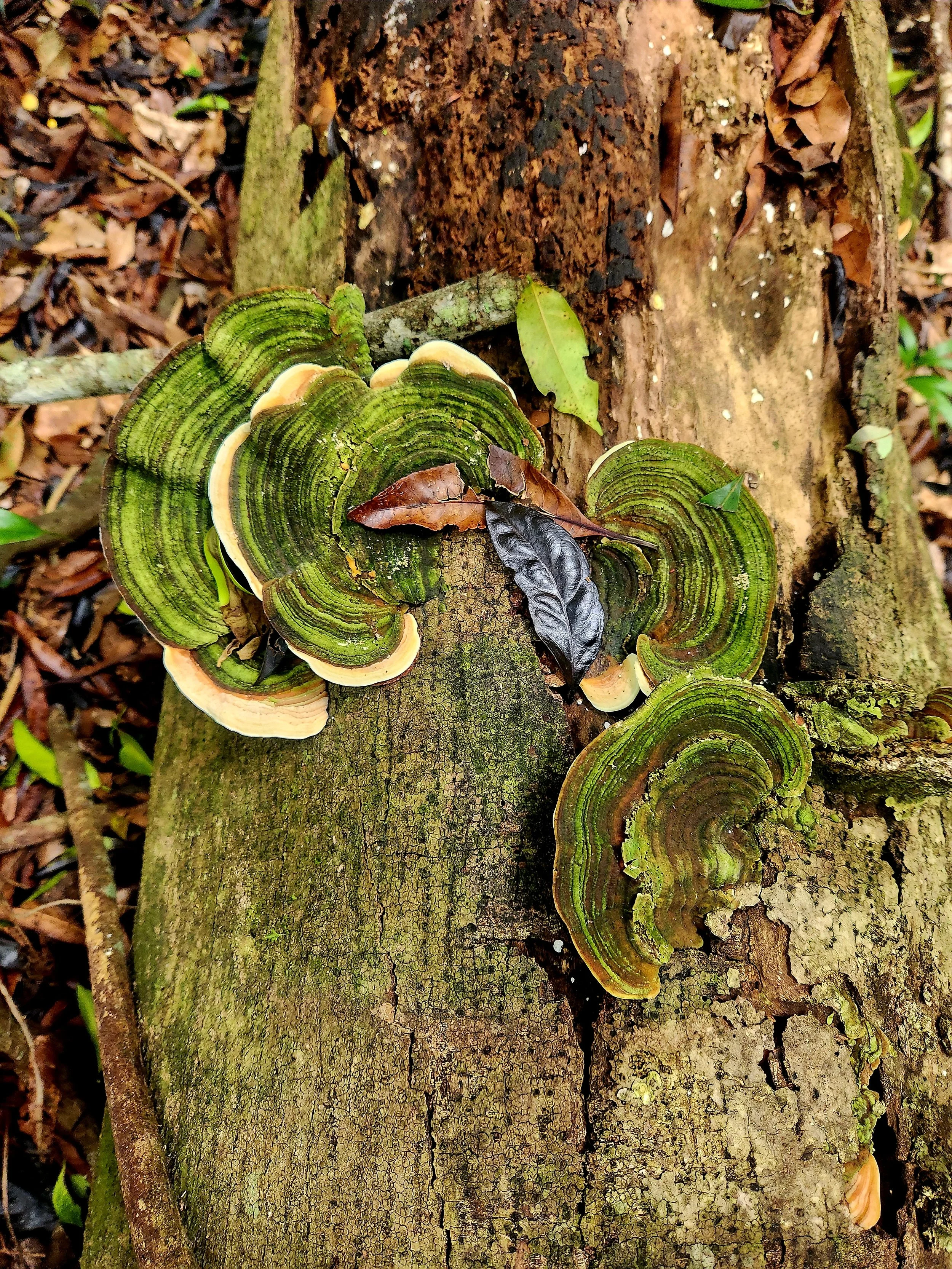 What Nature Taught Me About Leadership (That the Boardroom Never Has)