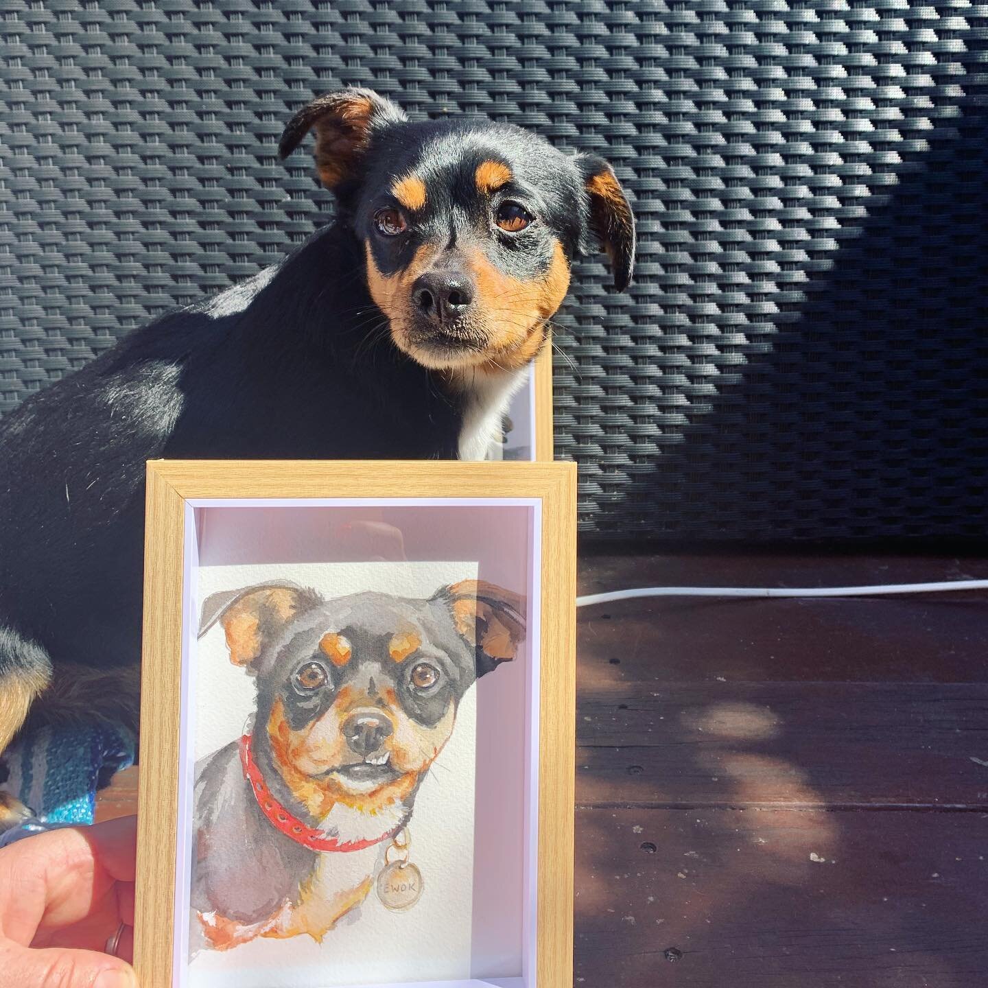 Ewok with his portrait 😍 - thanks for the pic @fit_bomb_freo #chihuahua #petportrait #dogart #freodogs